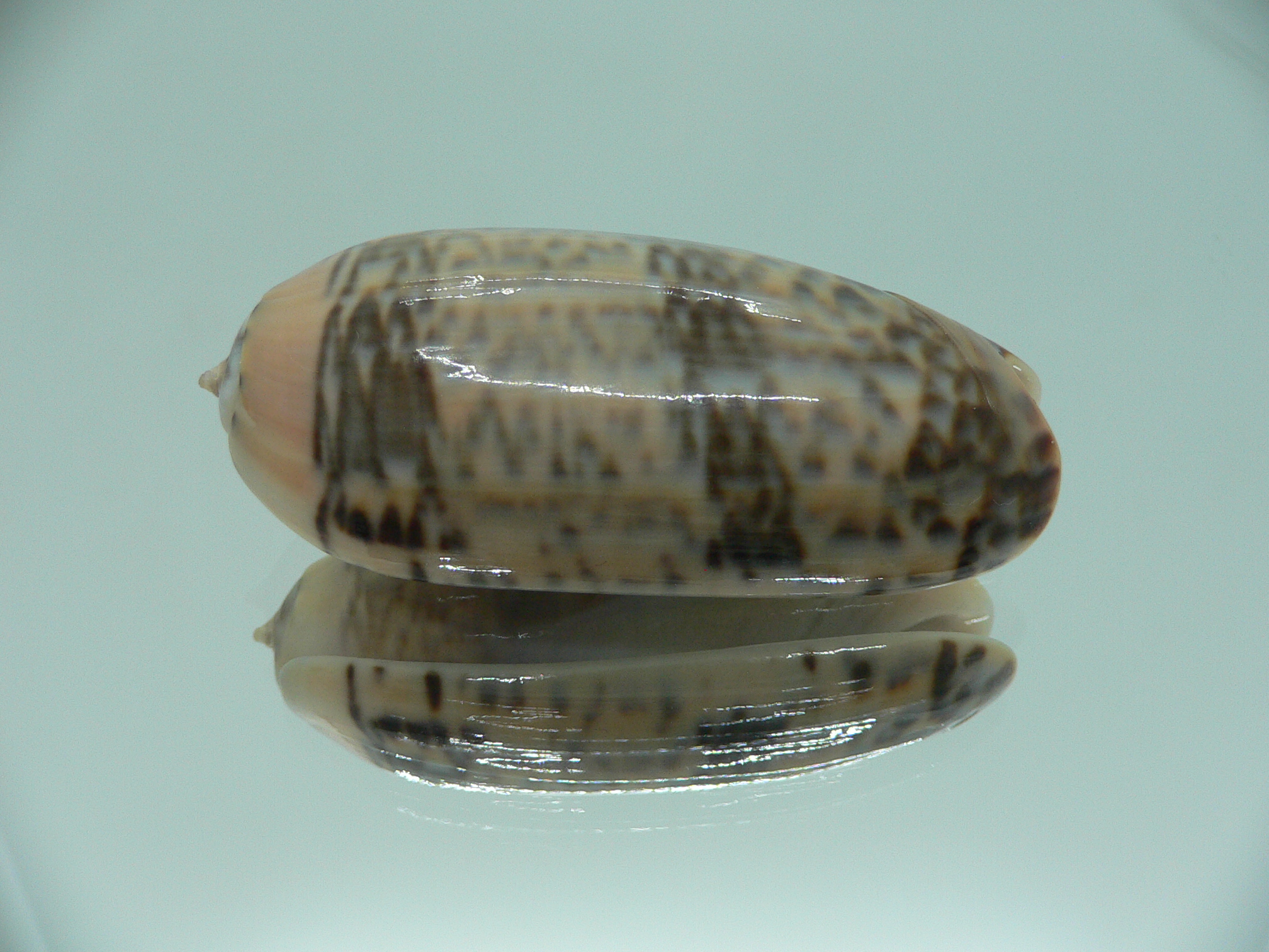 Oliva lignaria BIG & RARE