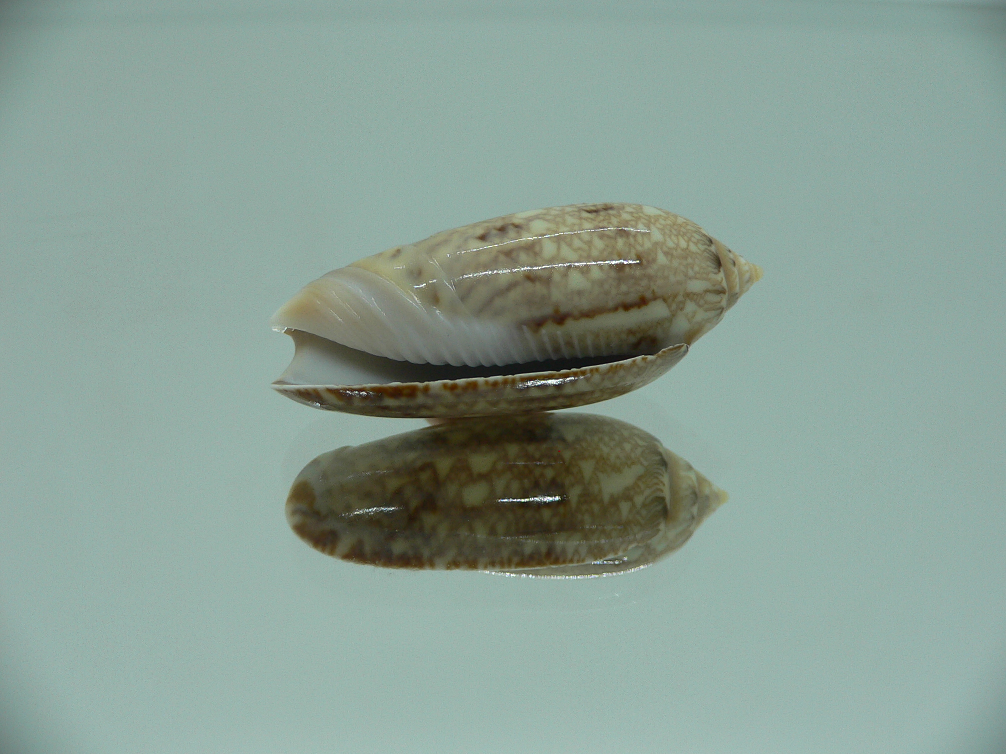 Oliva circinata circinata RARE