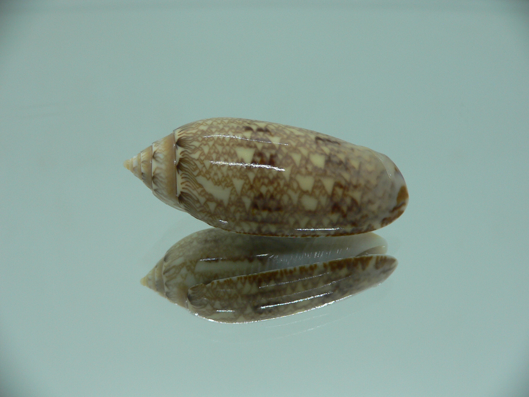 Oliva circinata circinata RARE