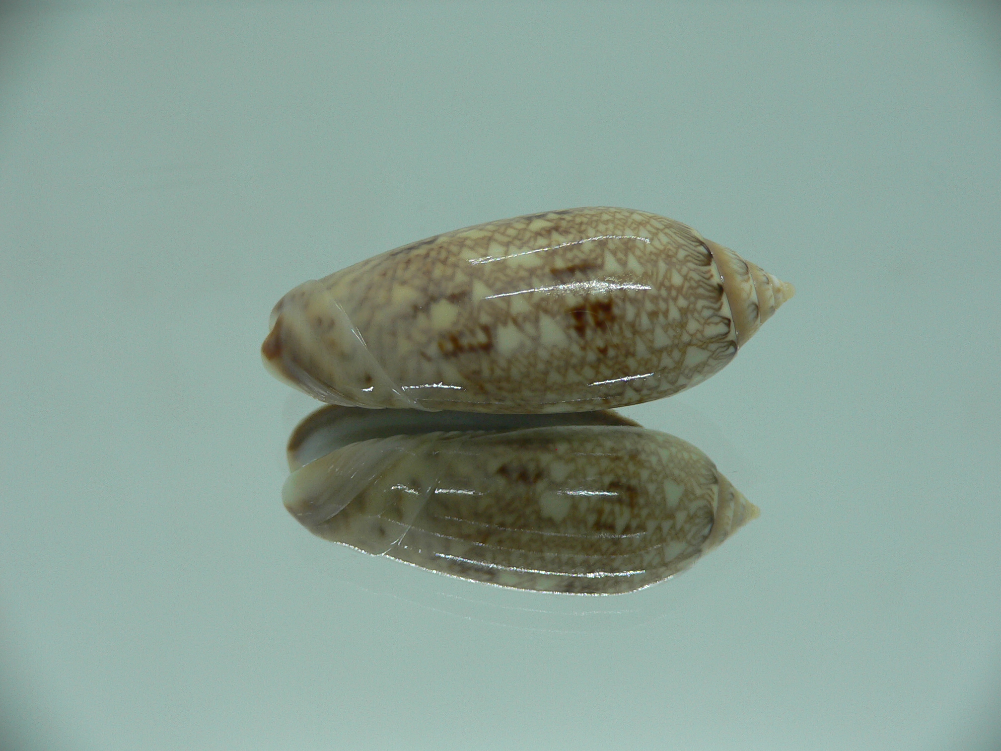 Oliva circinata circinata RARE
