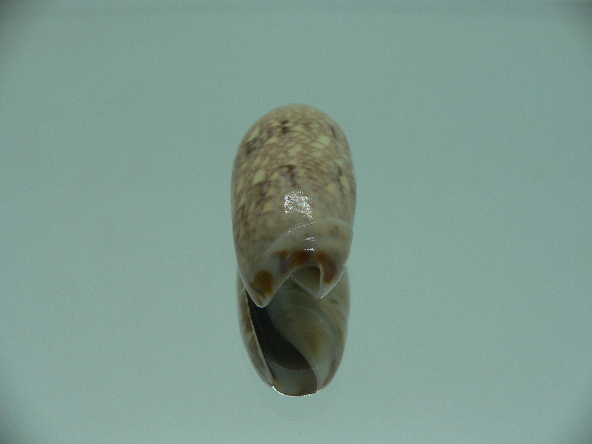 Oliva circinata circinata RARE
