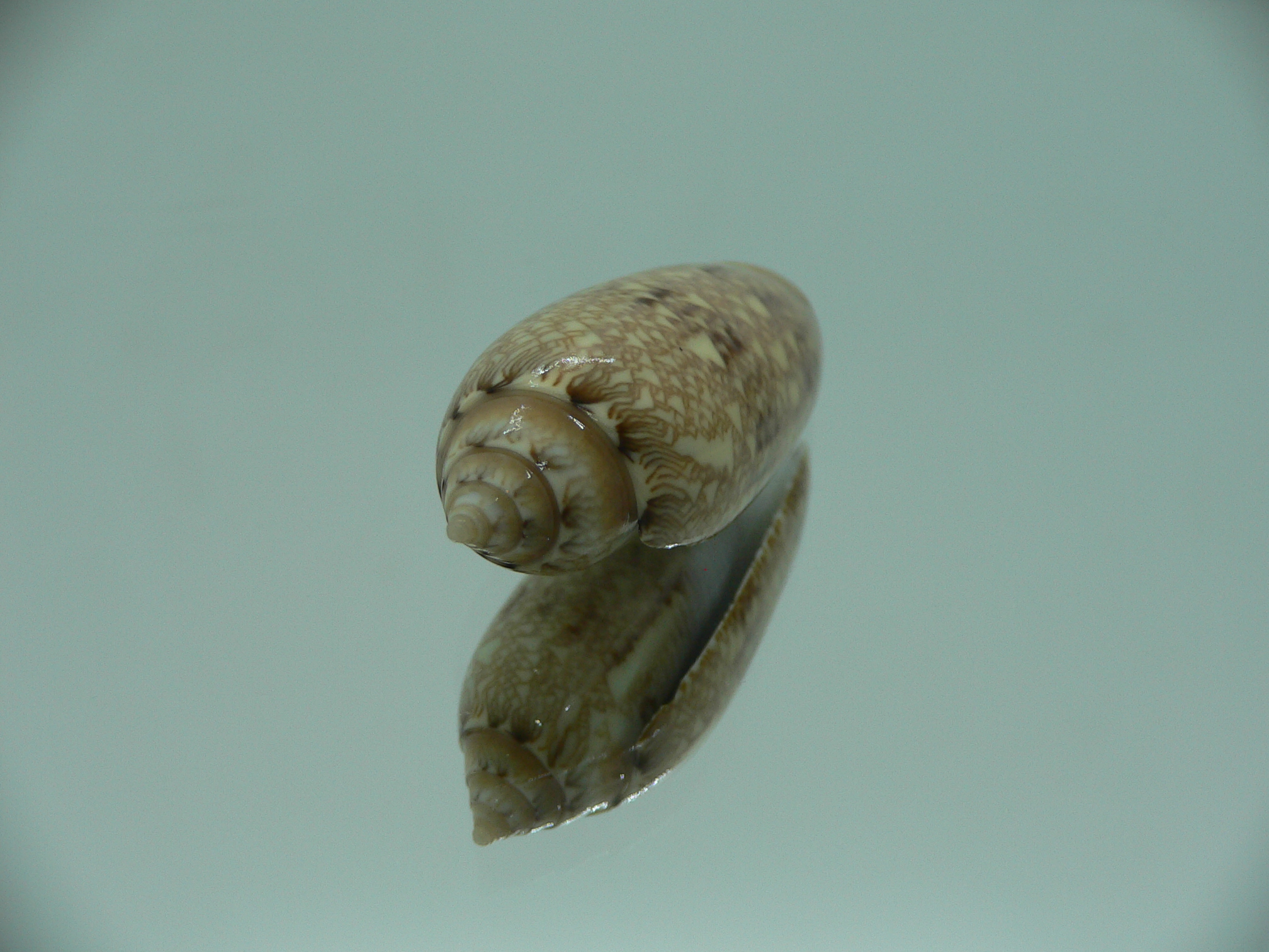 Oliva circinata circinata RARE