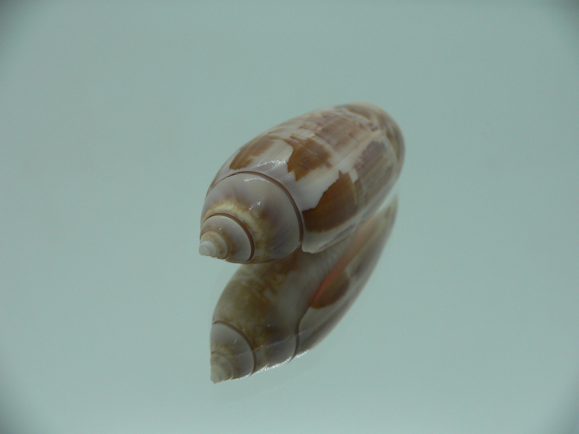 Agaronia acuminata acuminata COLORIT