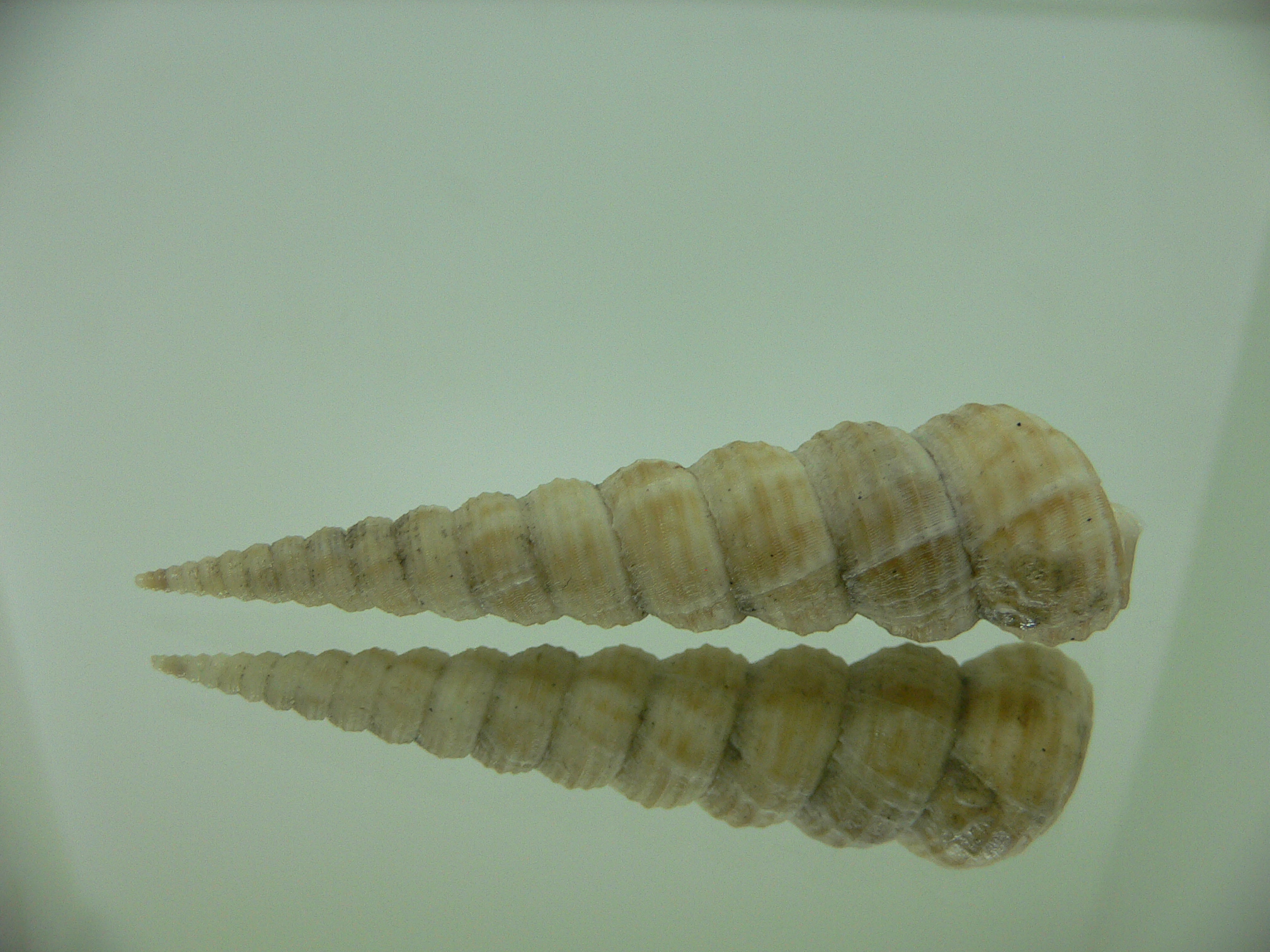 Eglisia tricorinata RARE GIANT