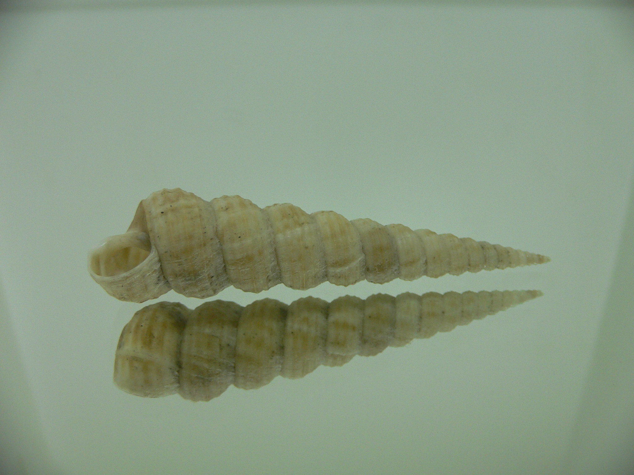 Eglisia tricorinata RARE GIANT