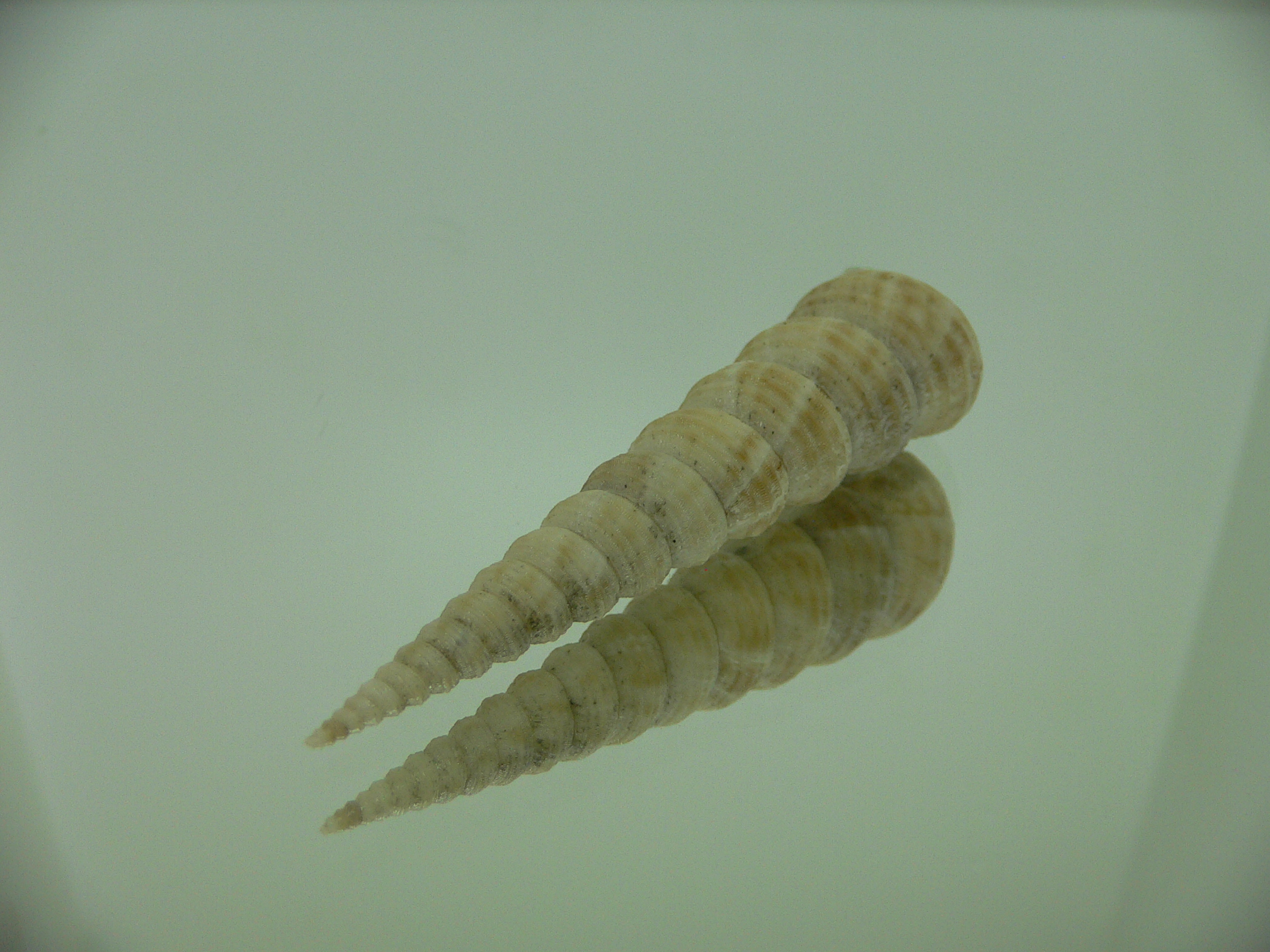 Eglisia tricorinata RARE GIANT