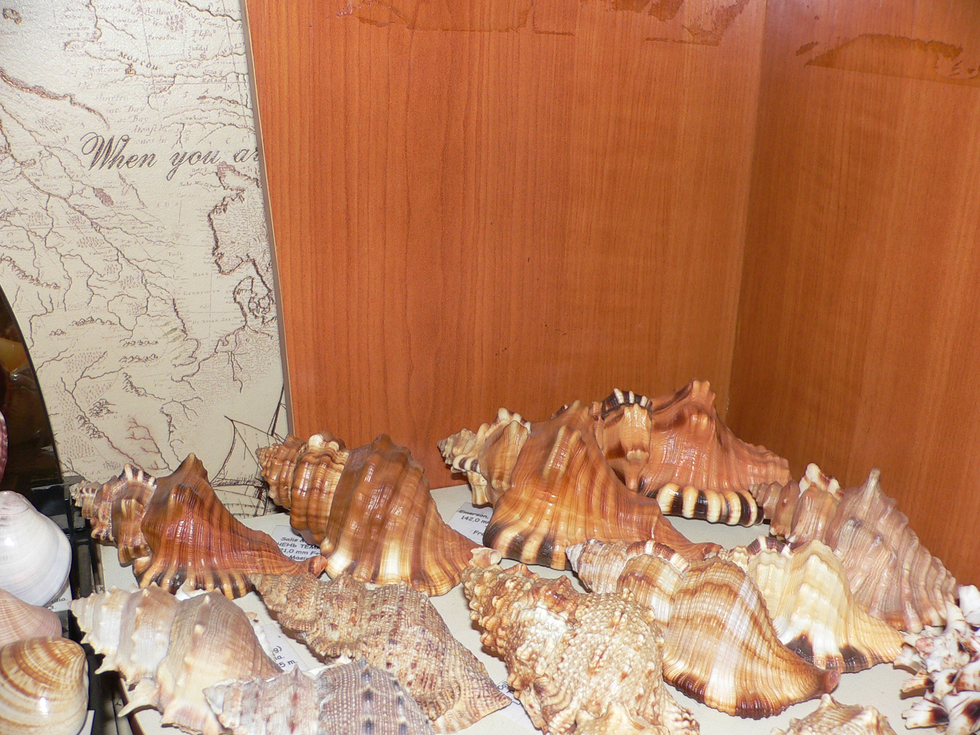 Monoplex parthenopeum echo (var.)