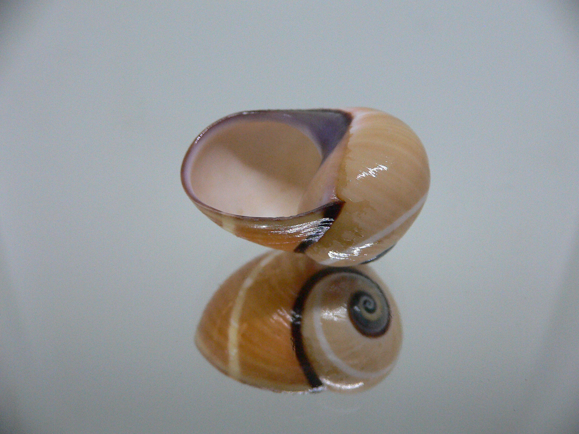 Polymita picta cf. picta BEIGE