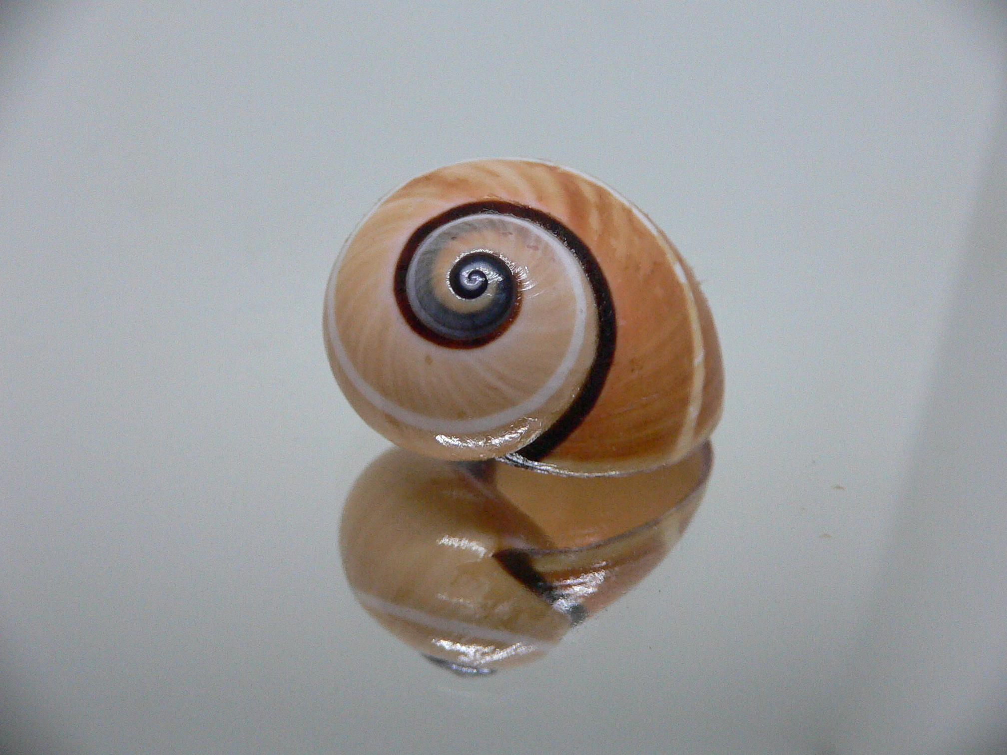 Polymita picta cf. picta BEIGE