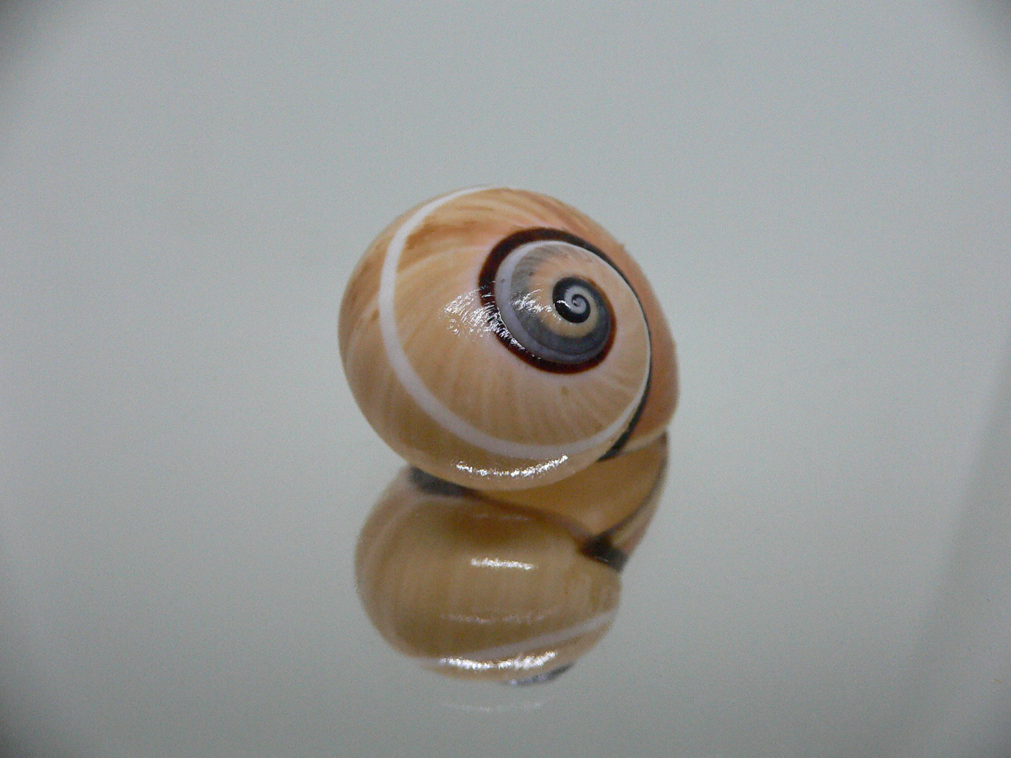 Polymita picta cf. picta BEIGE