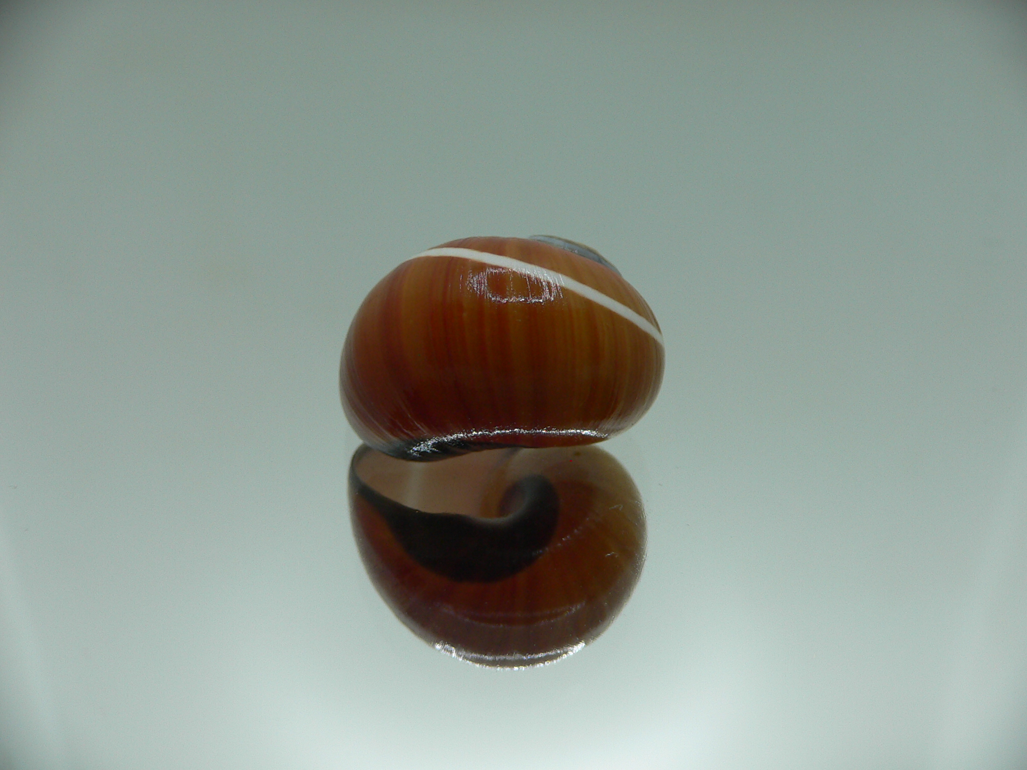 Polymita picta cf. picta DARK