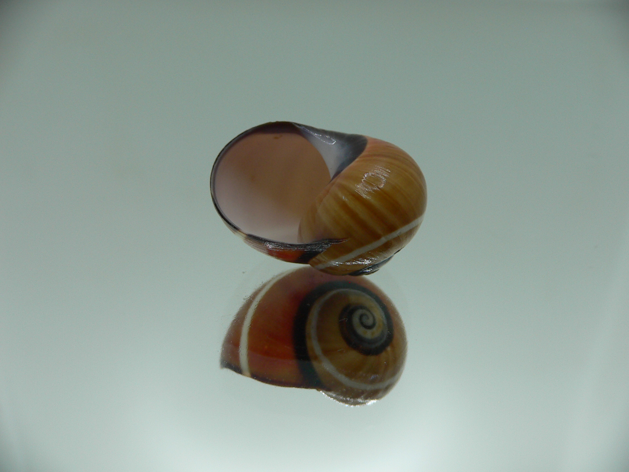 Polymita picta cf. picta DARK