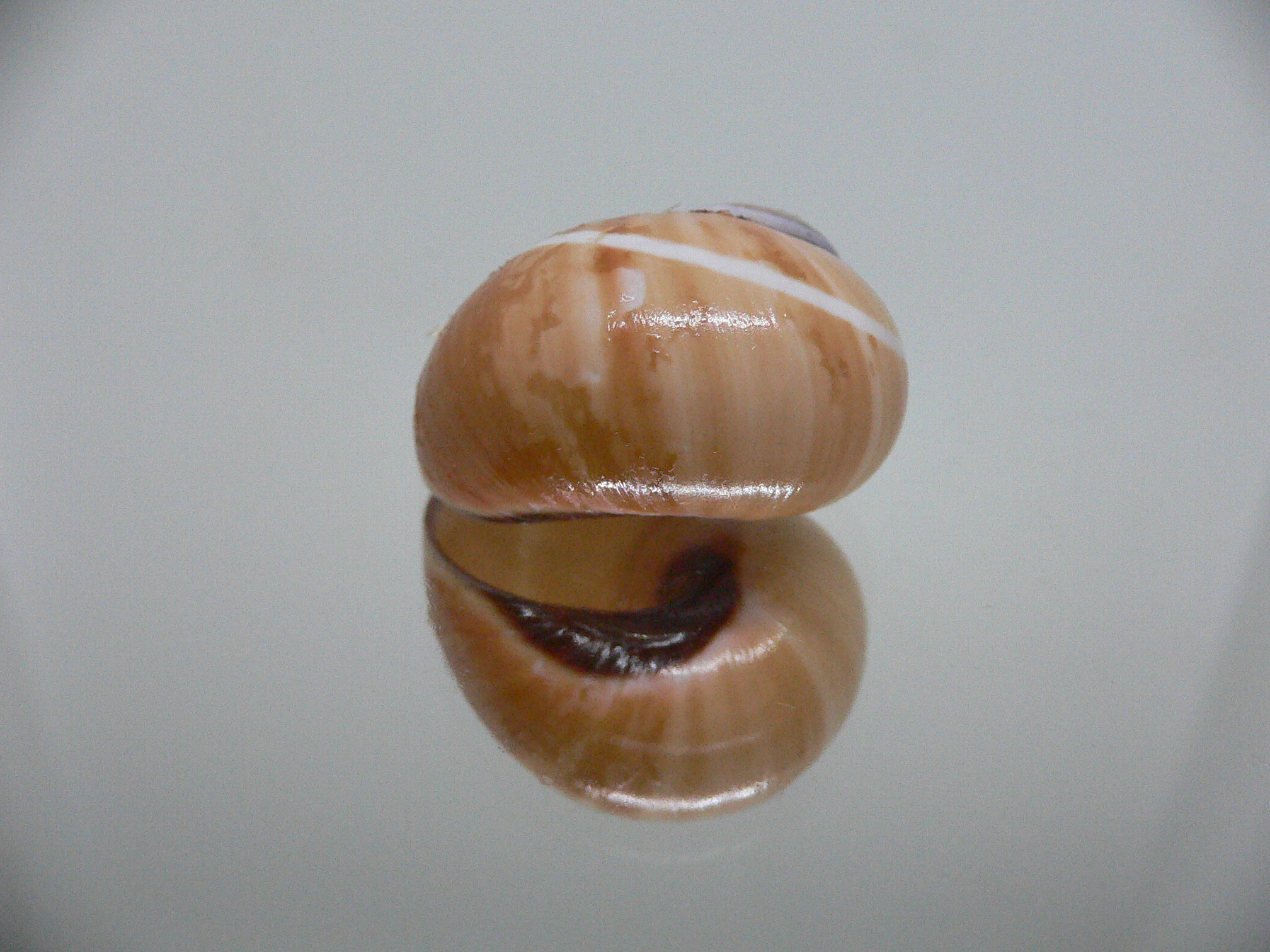 Polymita picta cf. picta BEIGE