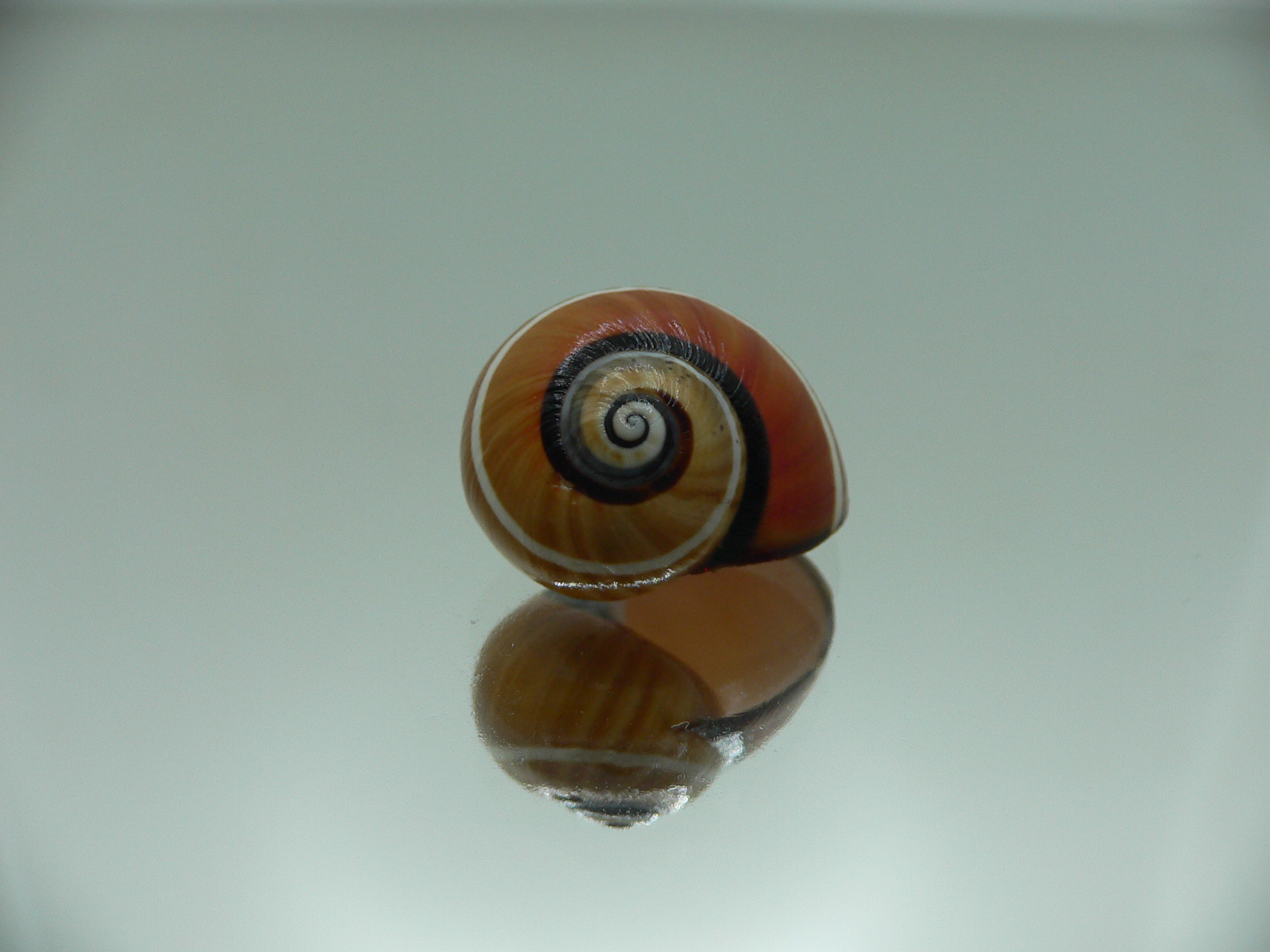 Polymita picta cf. picta DARK