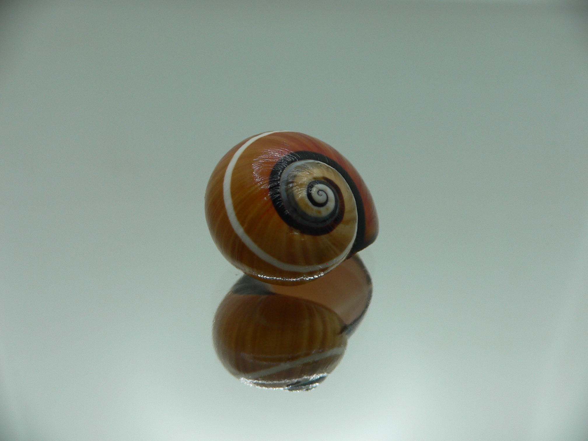 Polymita picta cf. picta DARK