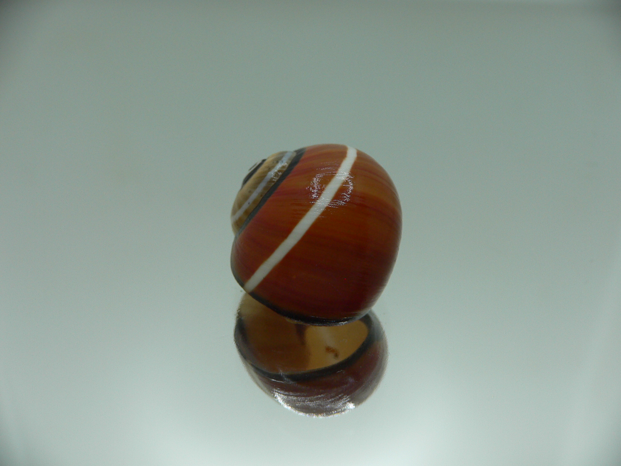 Polymita picta cf. picta DARK