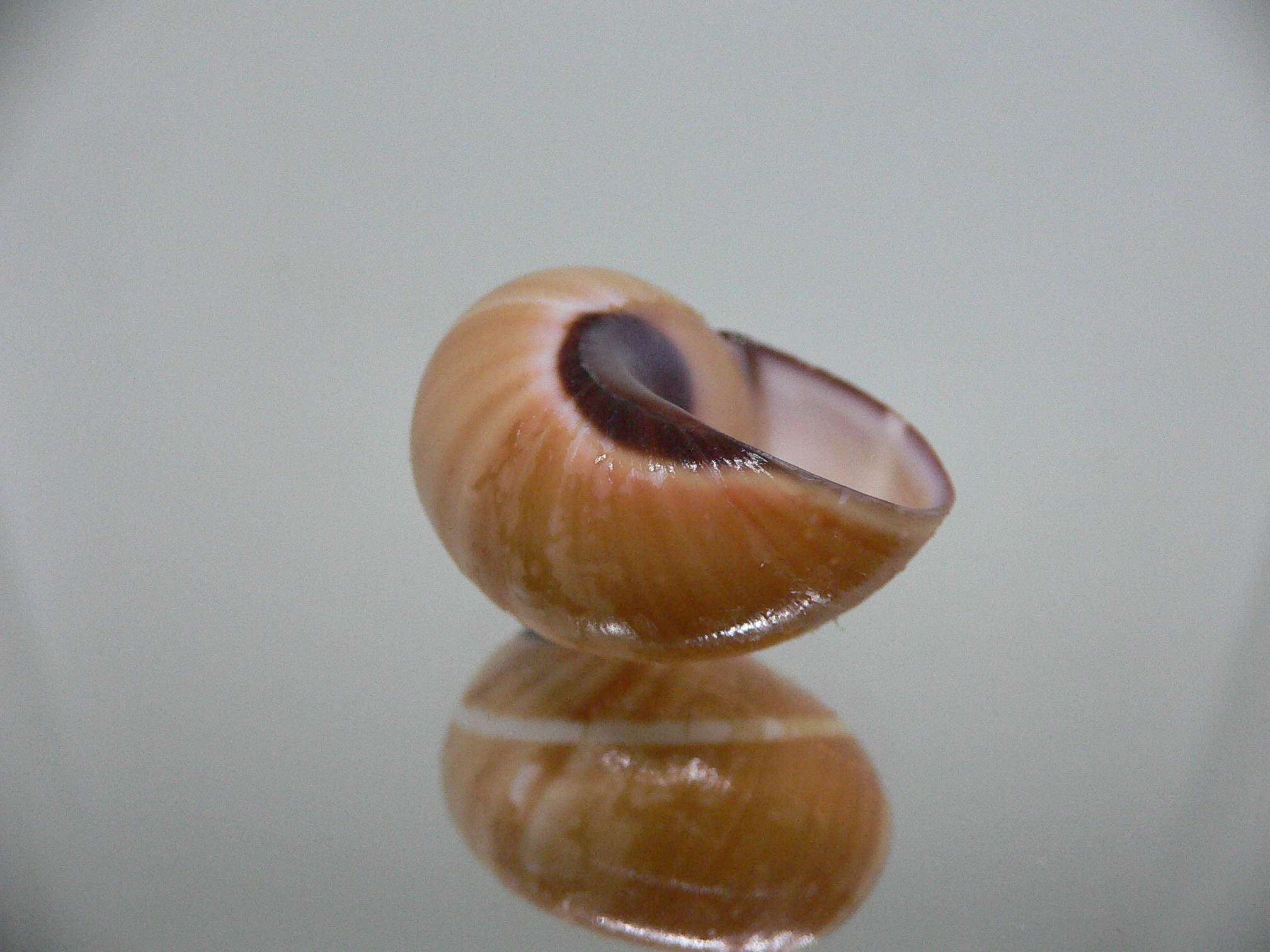 Polymita picta cf. picta BEIGE