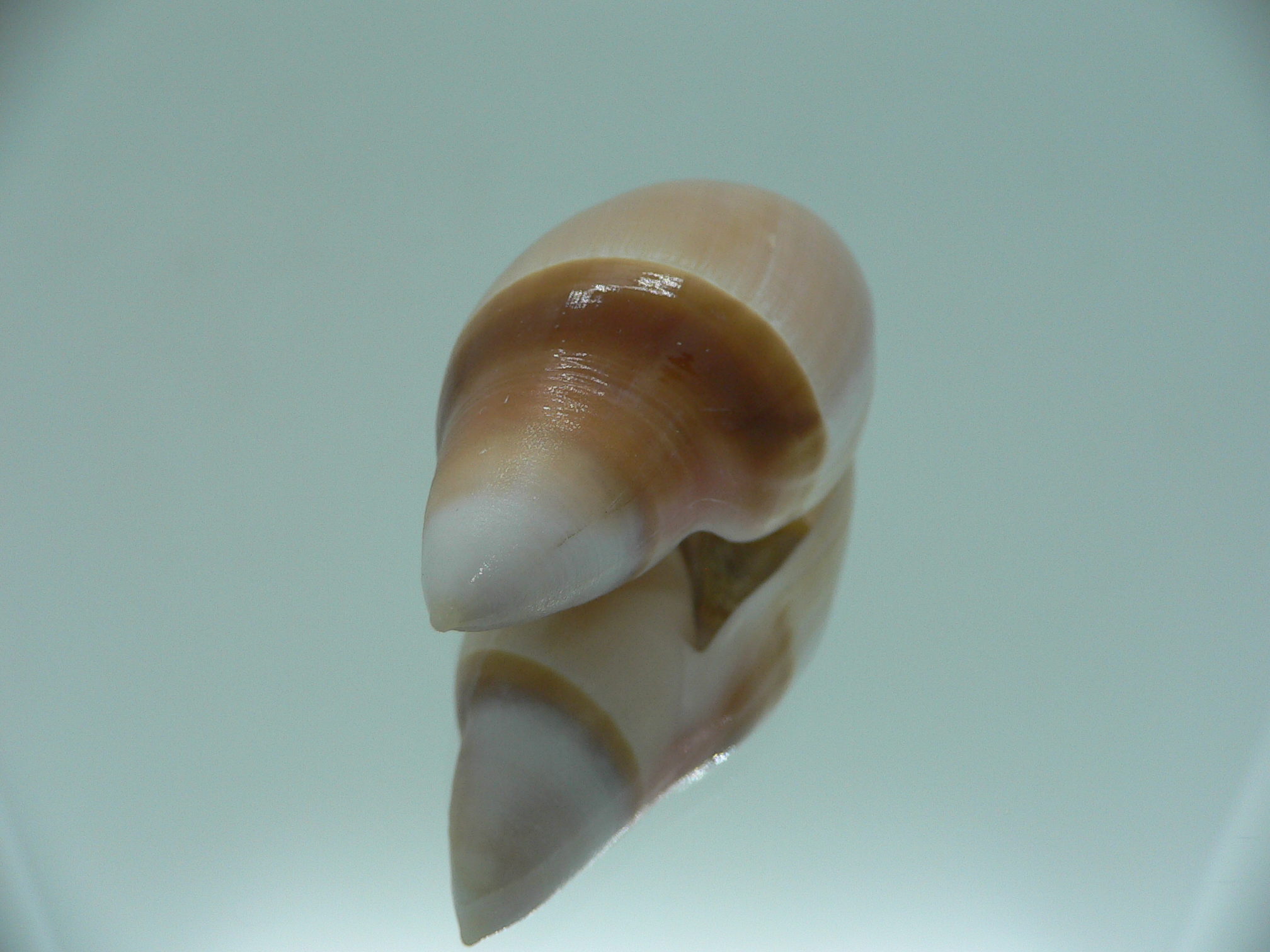 Amalda albicallosa