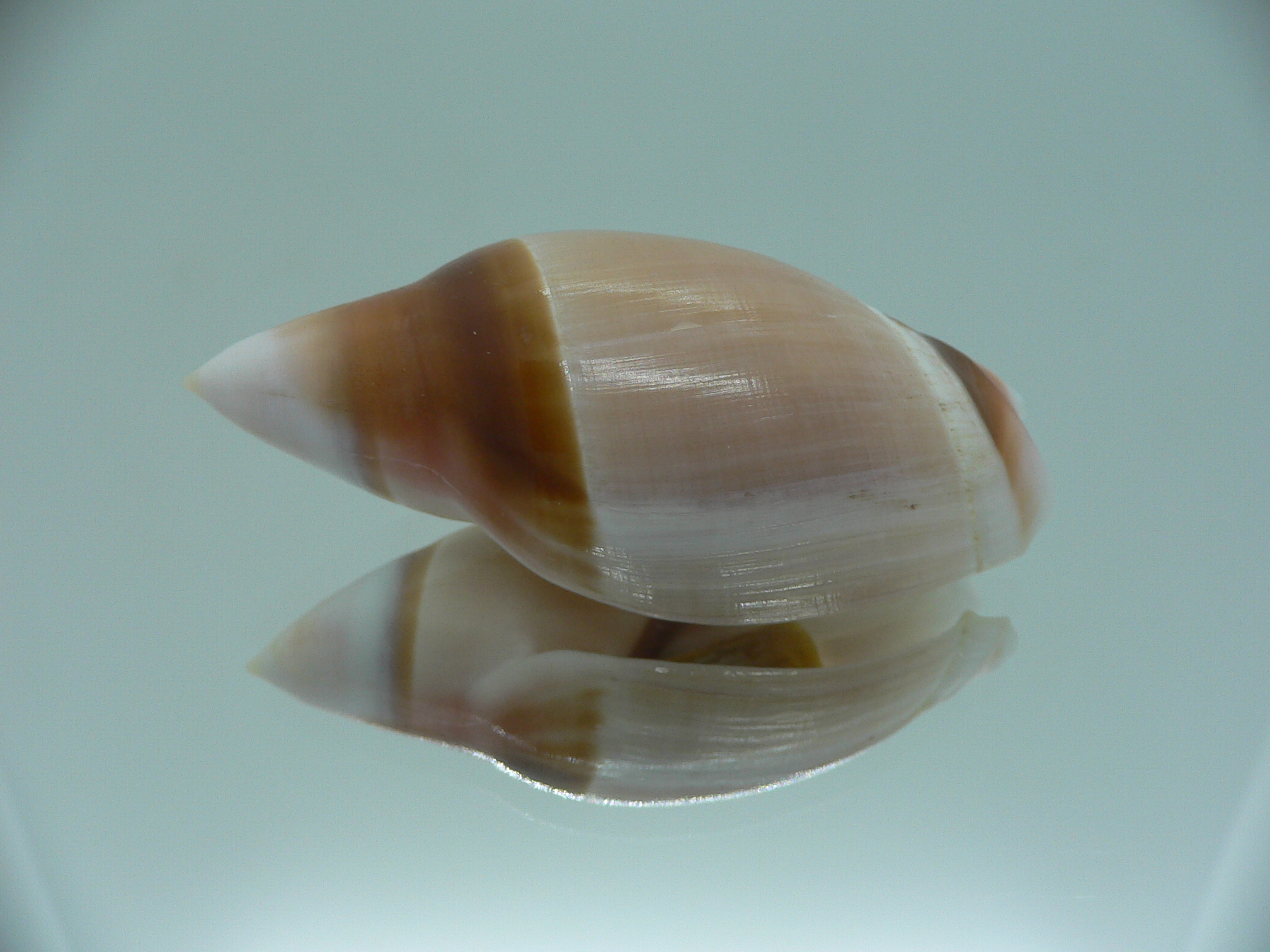 Amalda albicallosa