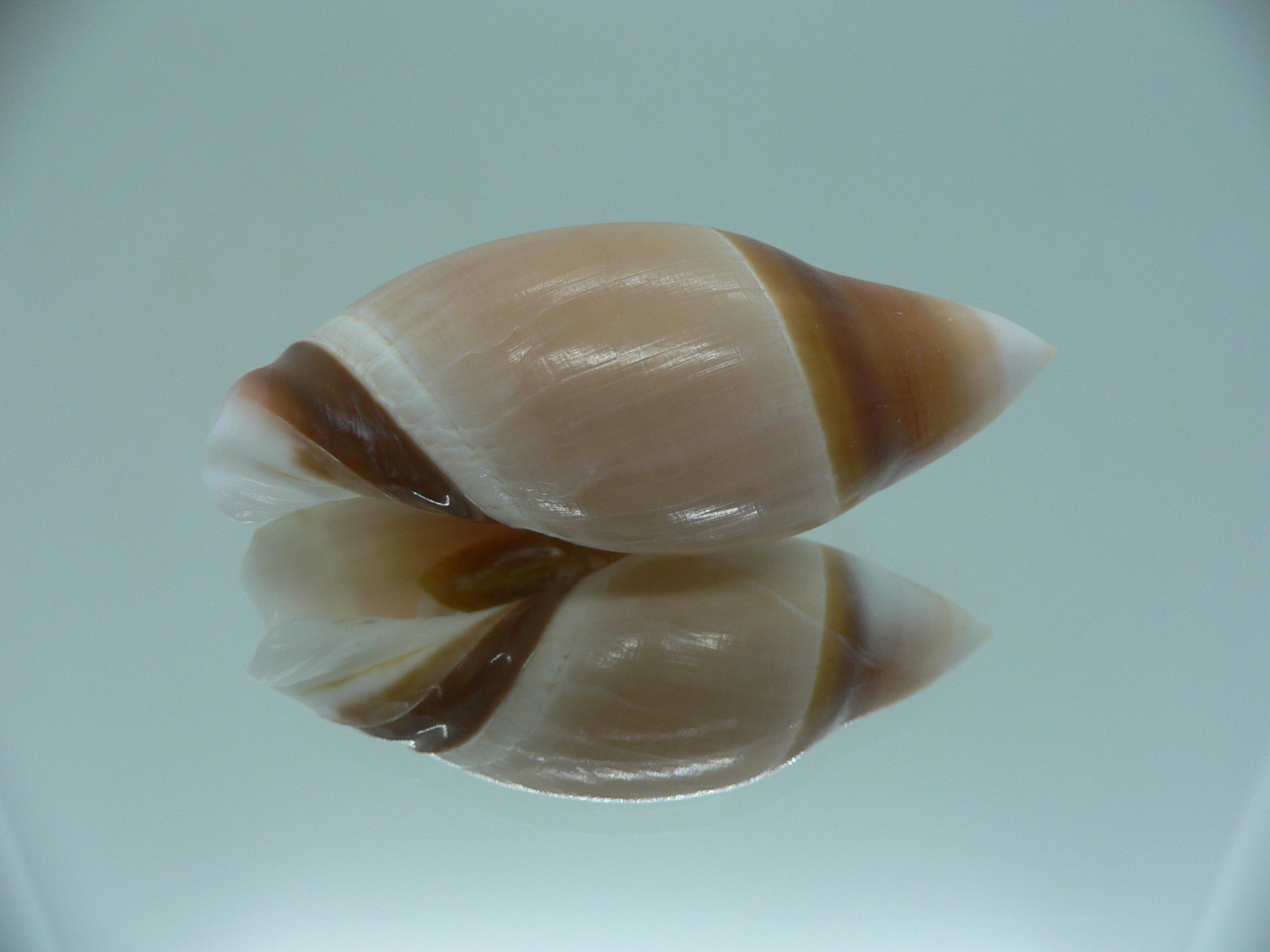Amalda albicallosa