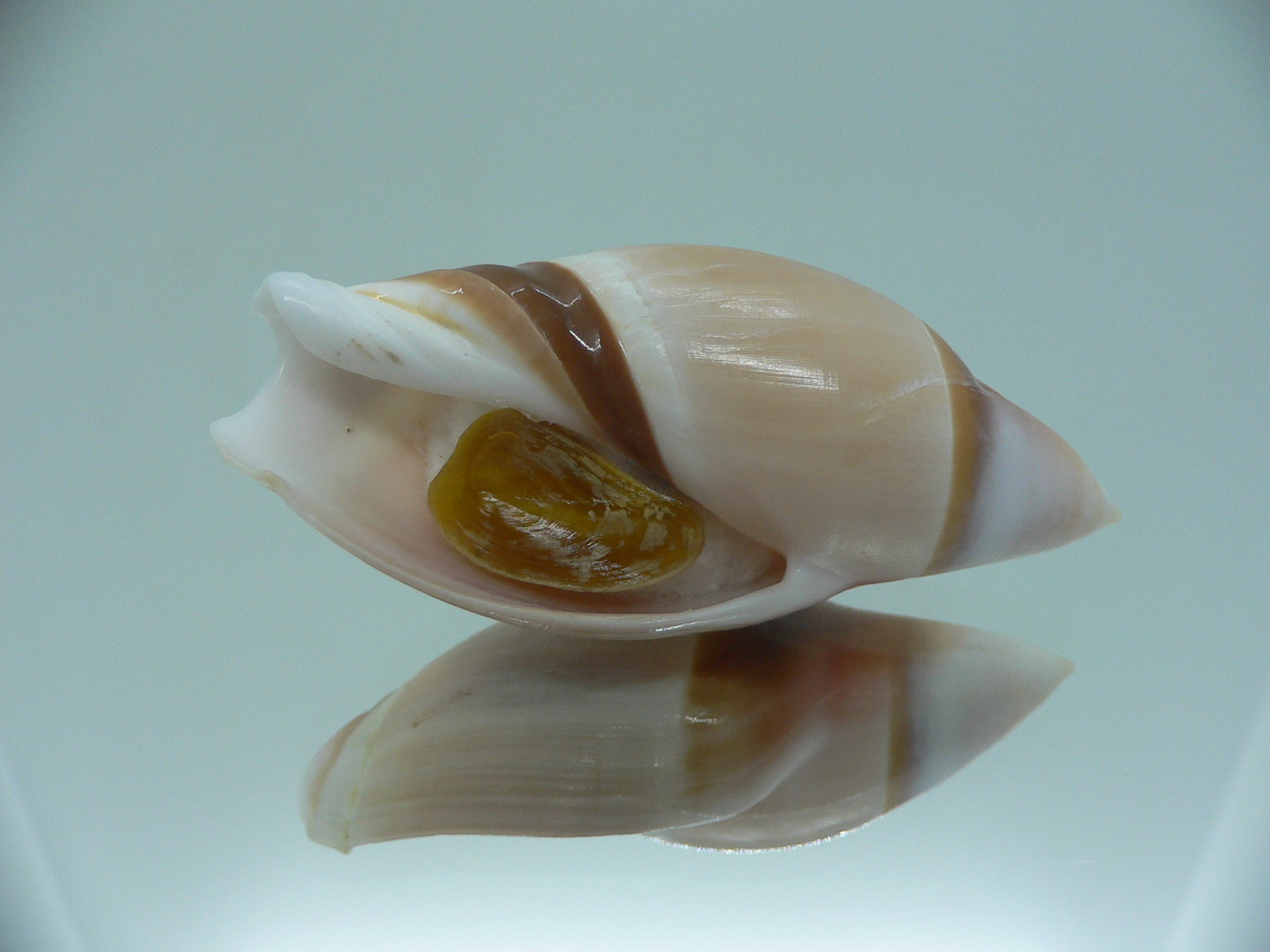 Amalda albicallosa