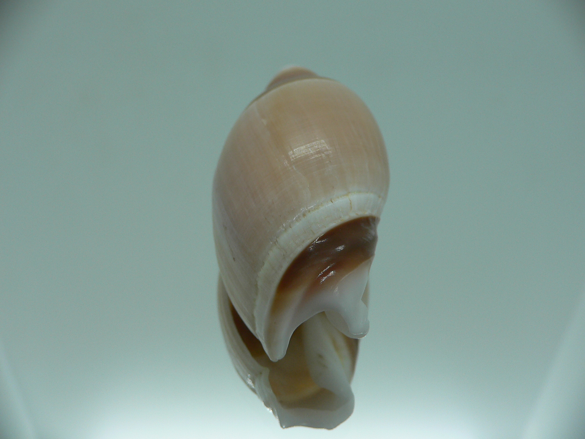 Amalda albicallosa