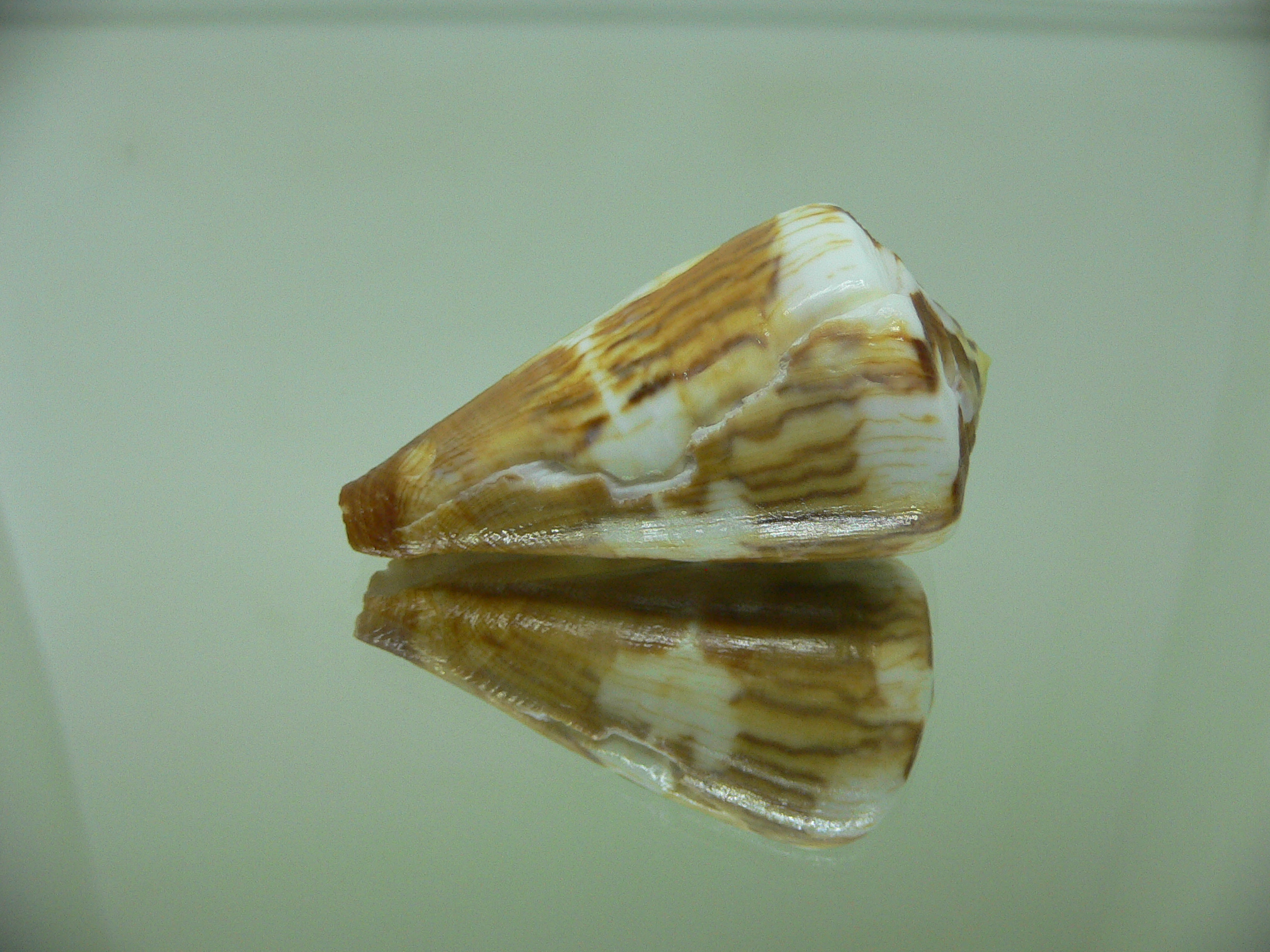 Conus vexillum cf. (UNUSUAL)