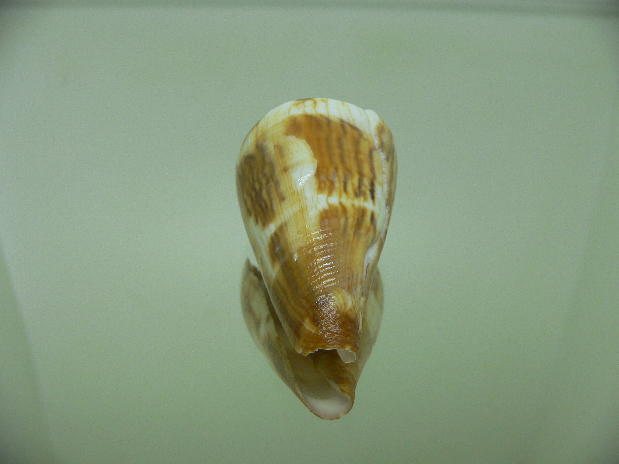 Conus vexillum cf. (UNUSUAL)