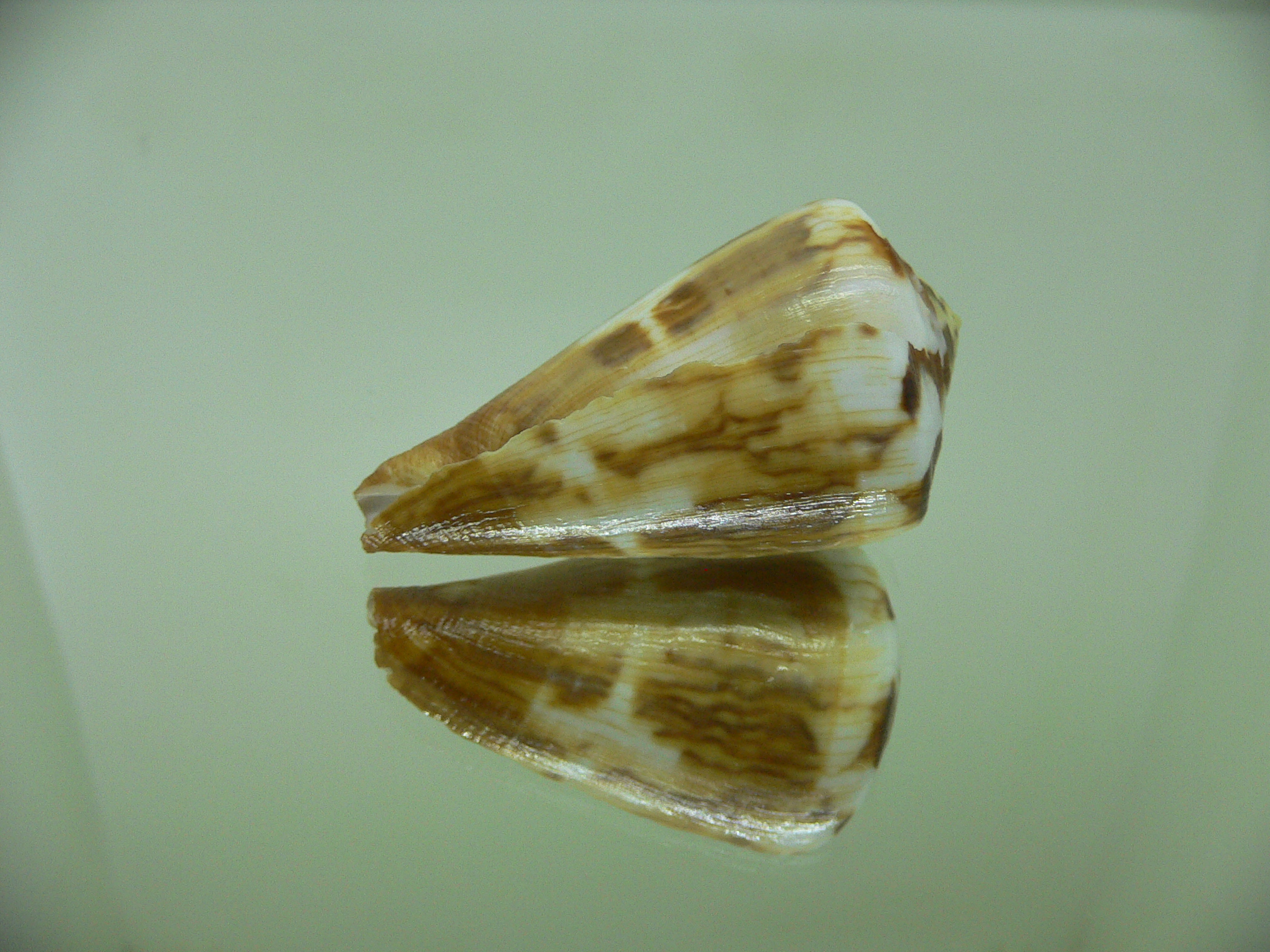 Conus vexillum cf. (UNUSUAL)