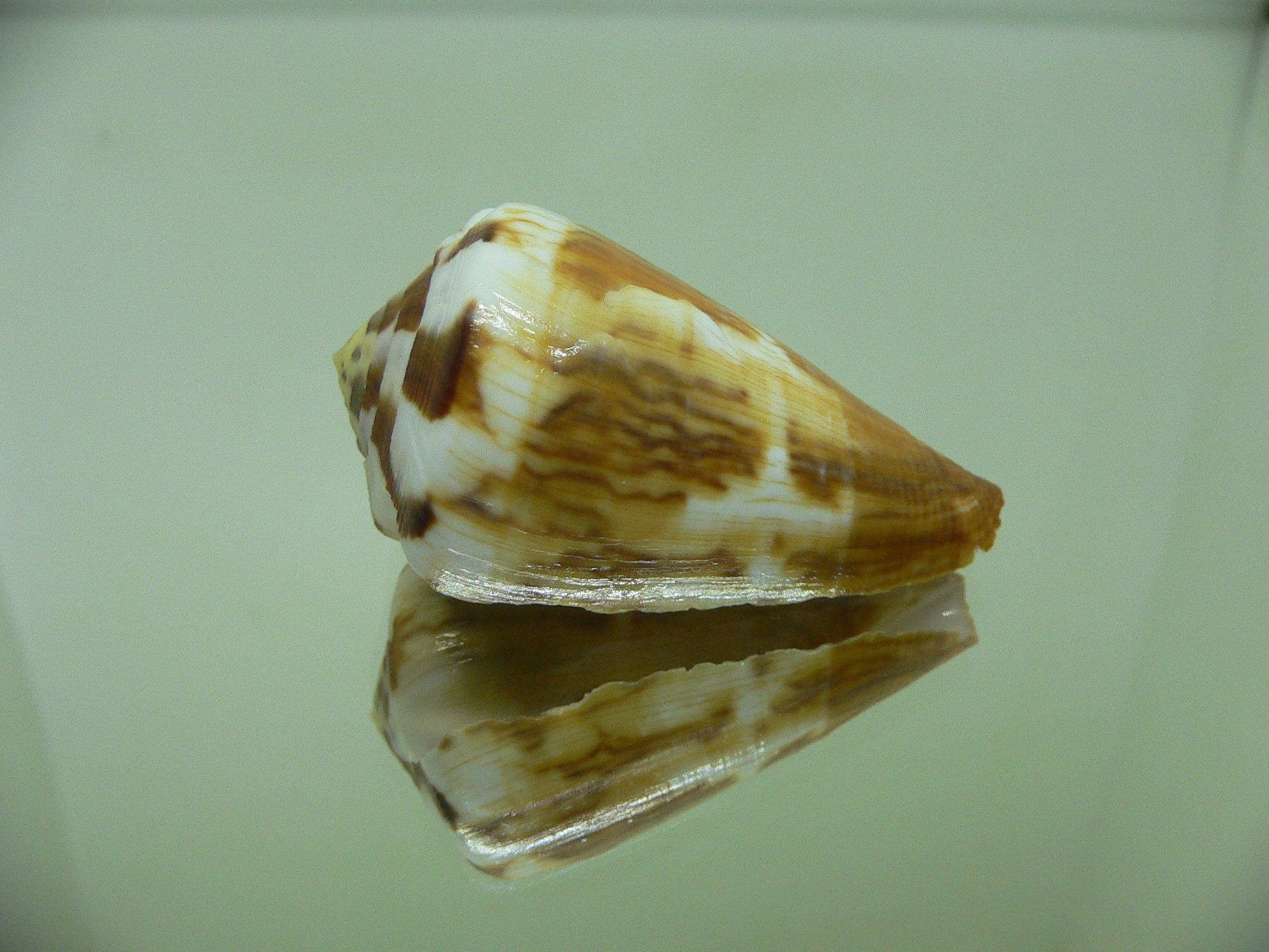 Conus vexillum cf. (UNUSUAL)