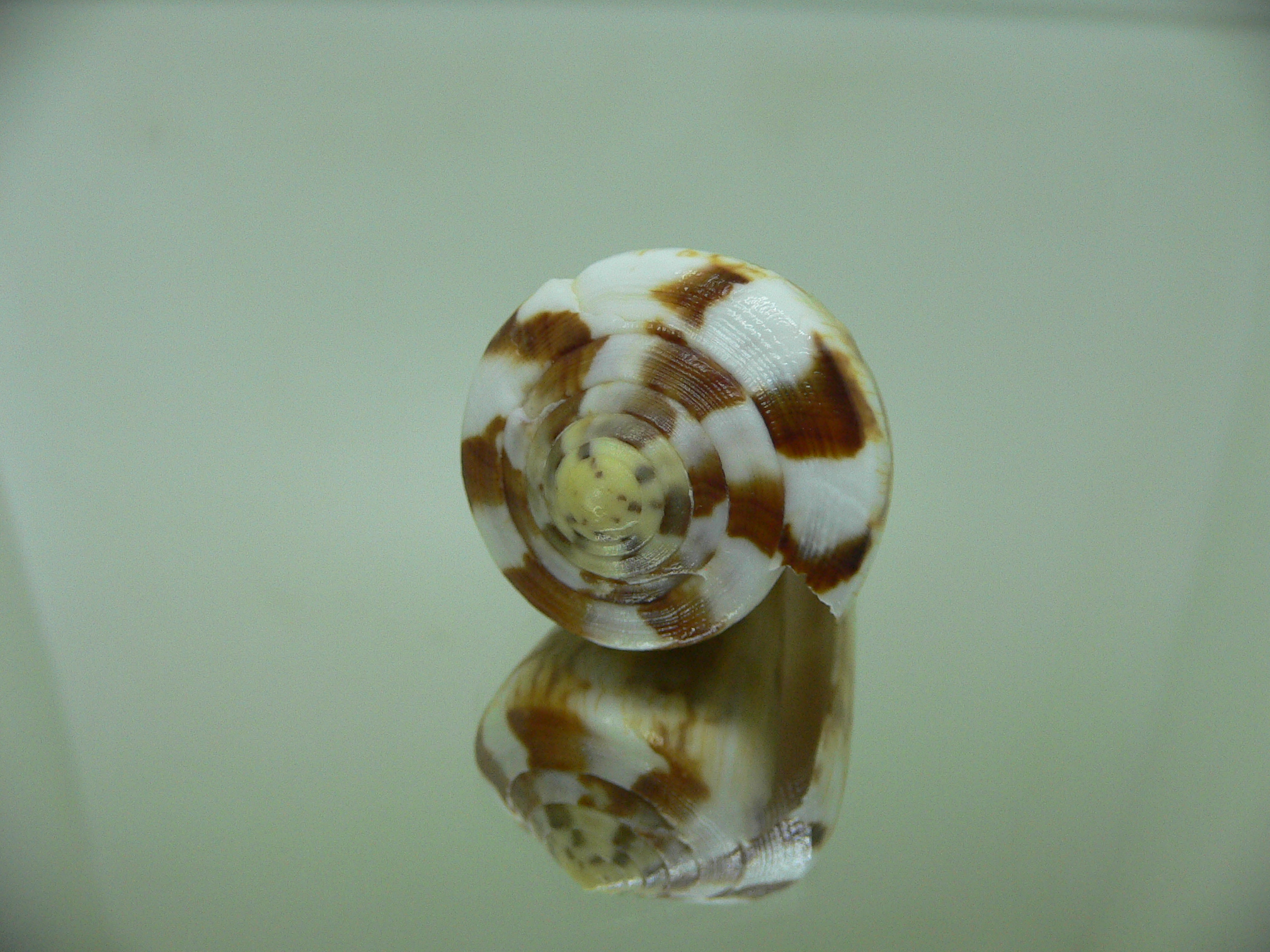 Conus vexillum cf. (UNUSUAL)