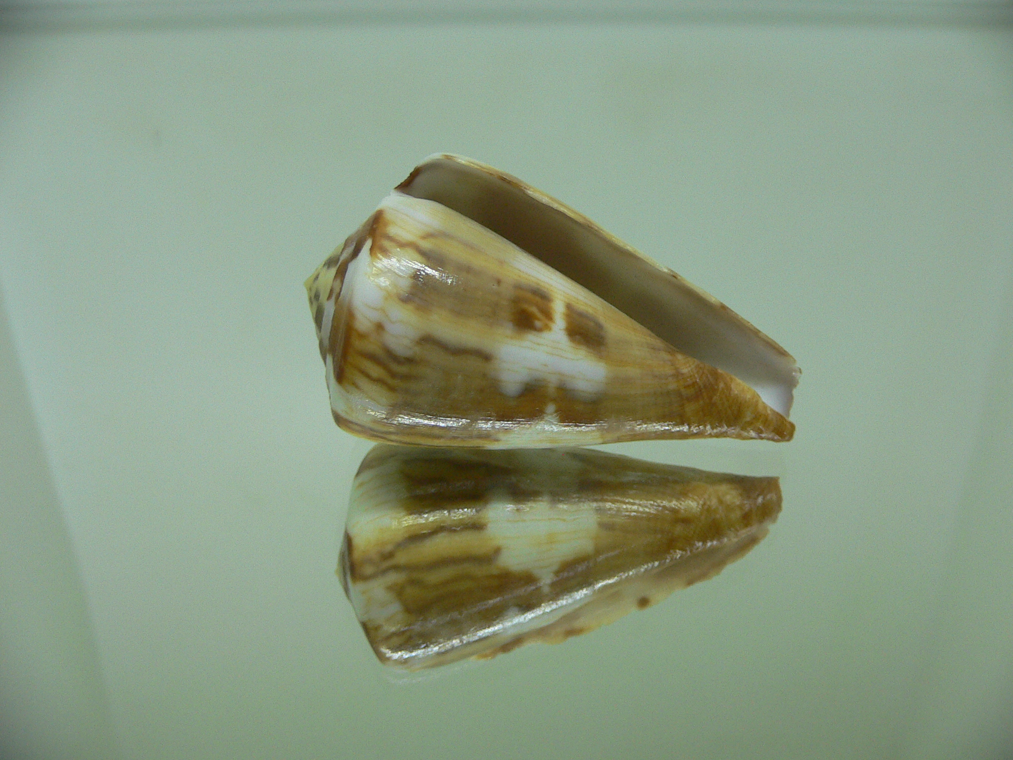 Conus vexillum cf. (UNUSUAL)