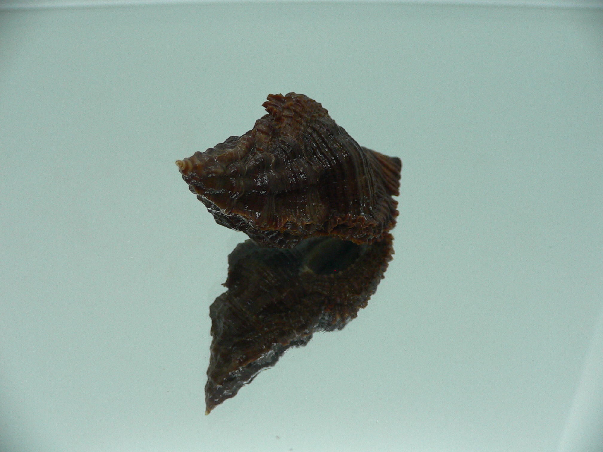 Chicoreus capucinus