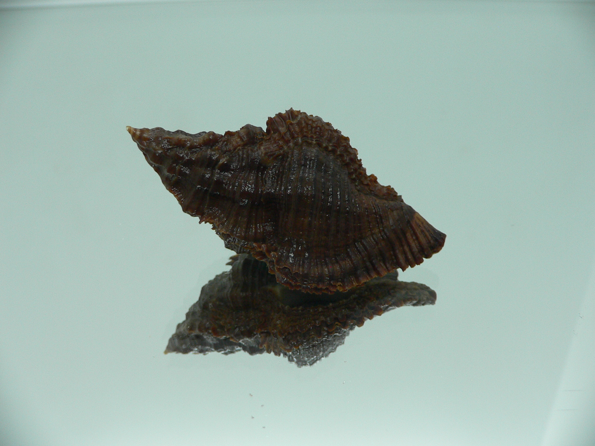 Chicoreus capucinus