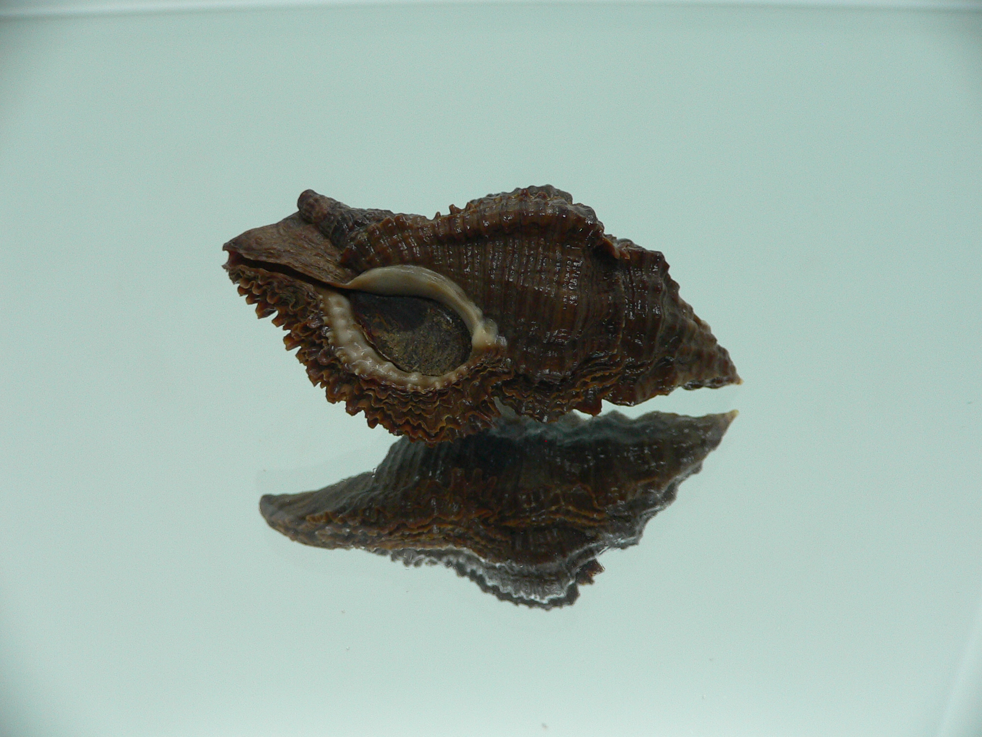Chicoreus capucinus