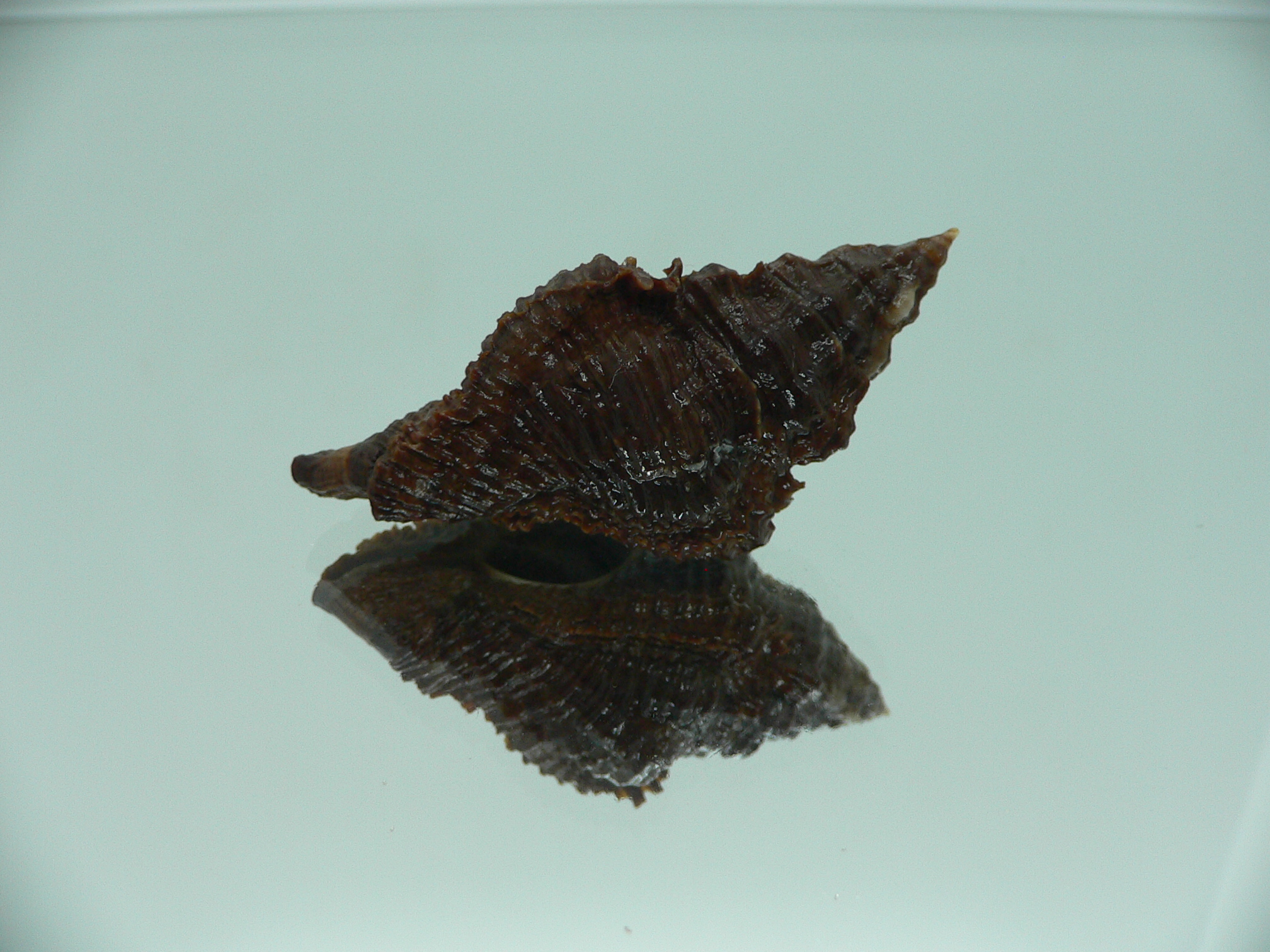 Chicoreus capucinus