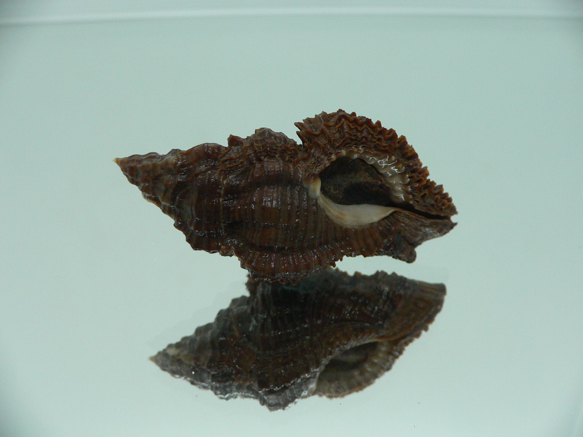 Chicoreus capucinus
