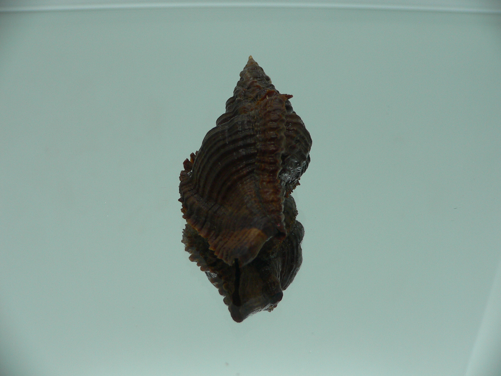 Chicoreus capucinus