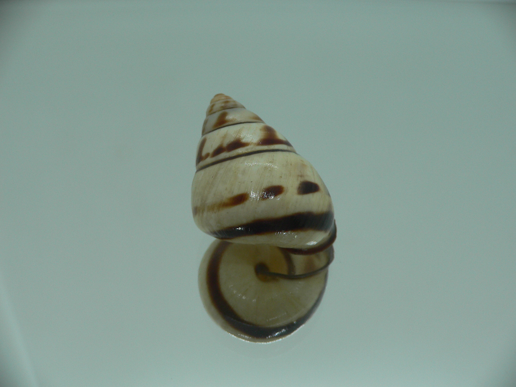 Aegistohadra zhangdanae VERY RARE