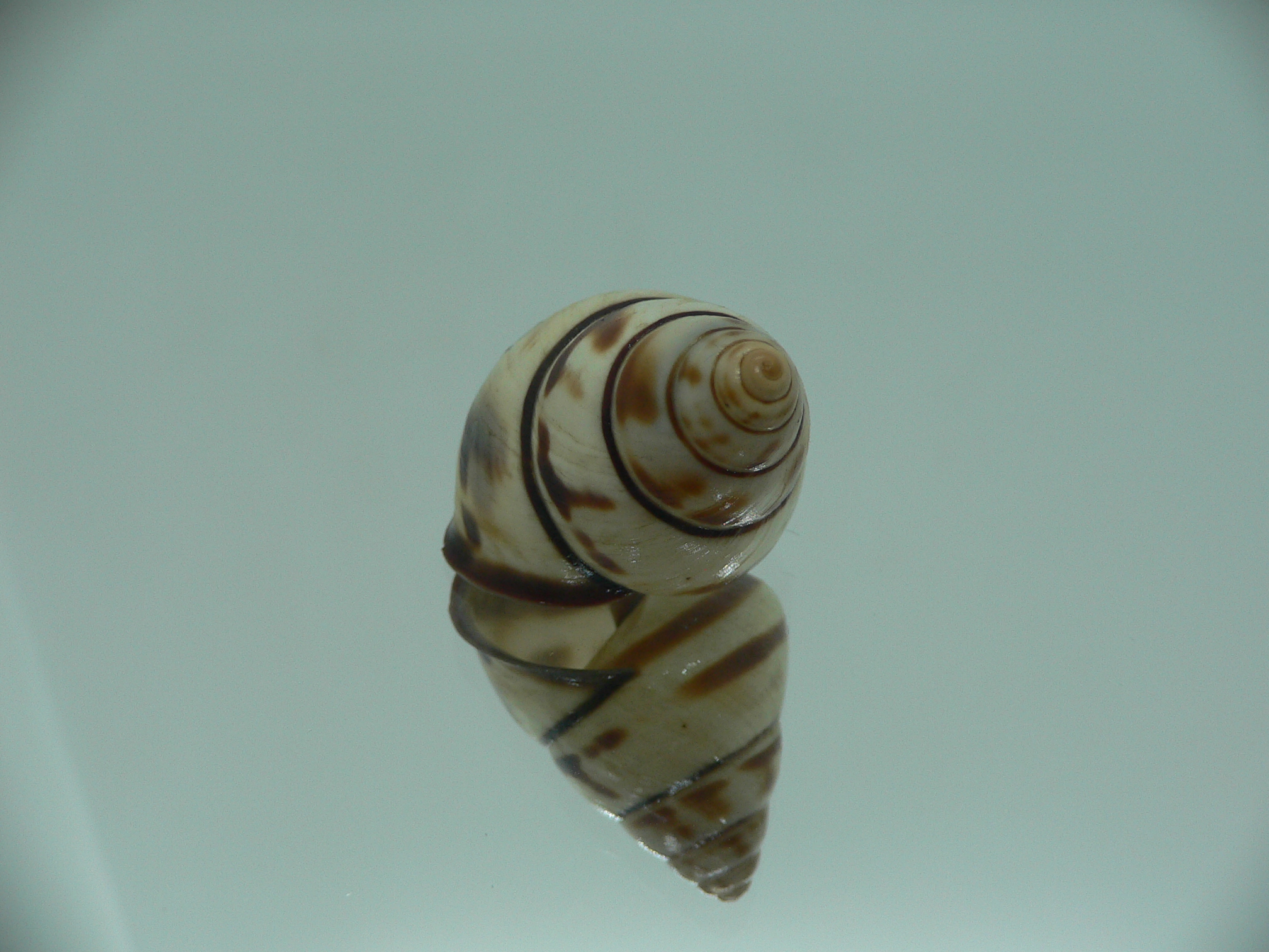 Aegistohadra zhangdanae VERY RARE