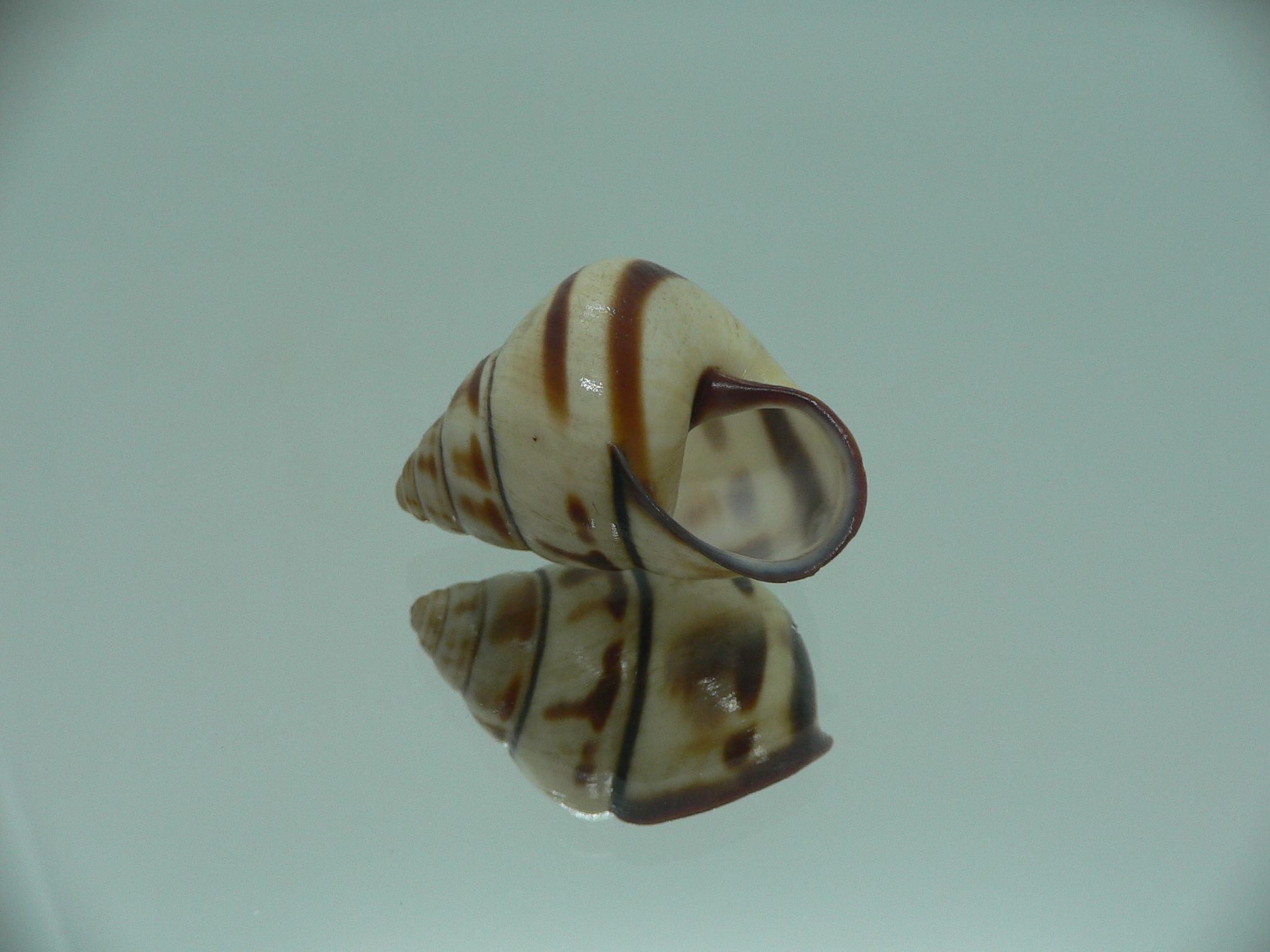 Aegistohadra zhangdanae VERY RARE