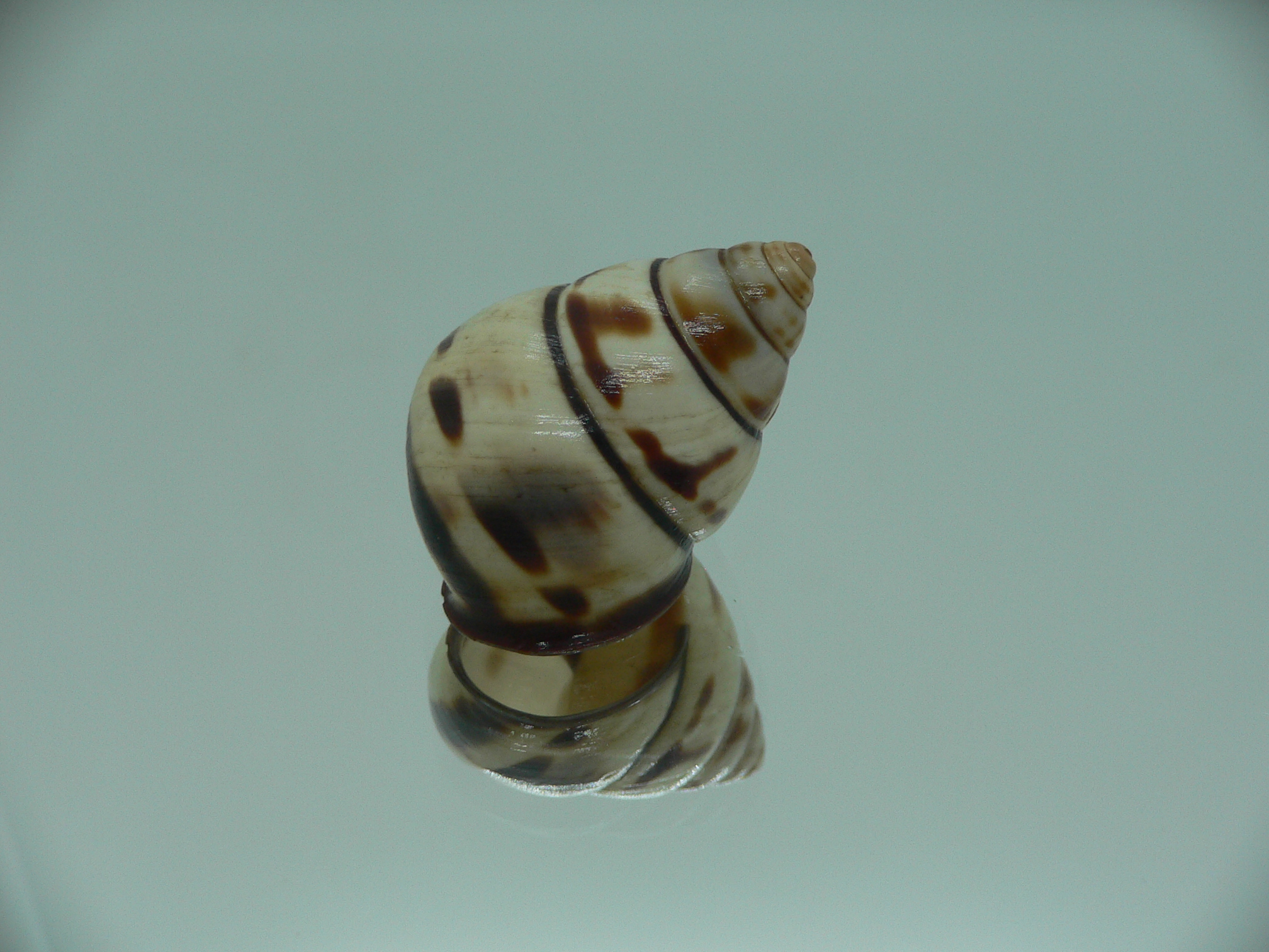 Aegistohadra zhangdanae VERY RARE