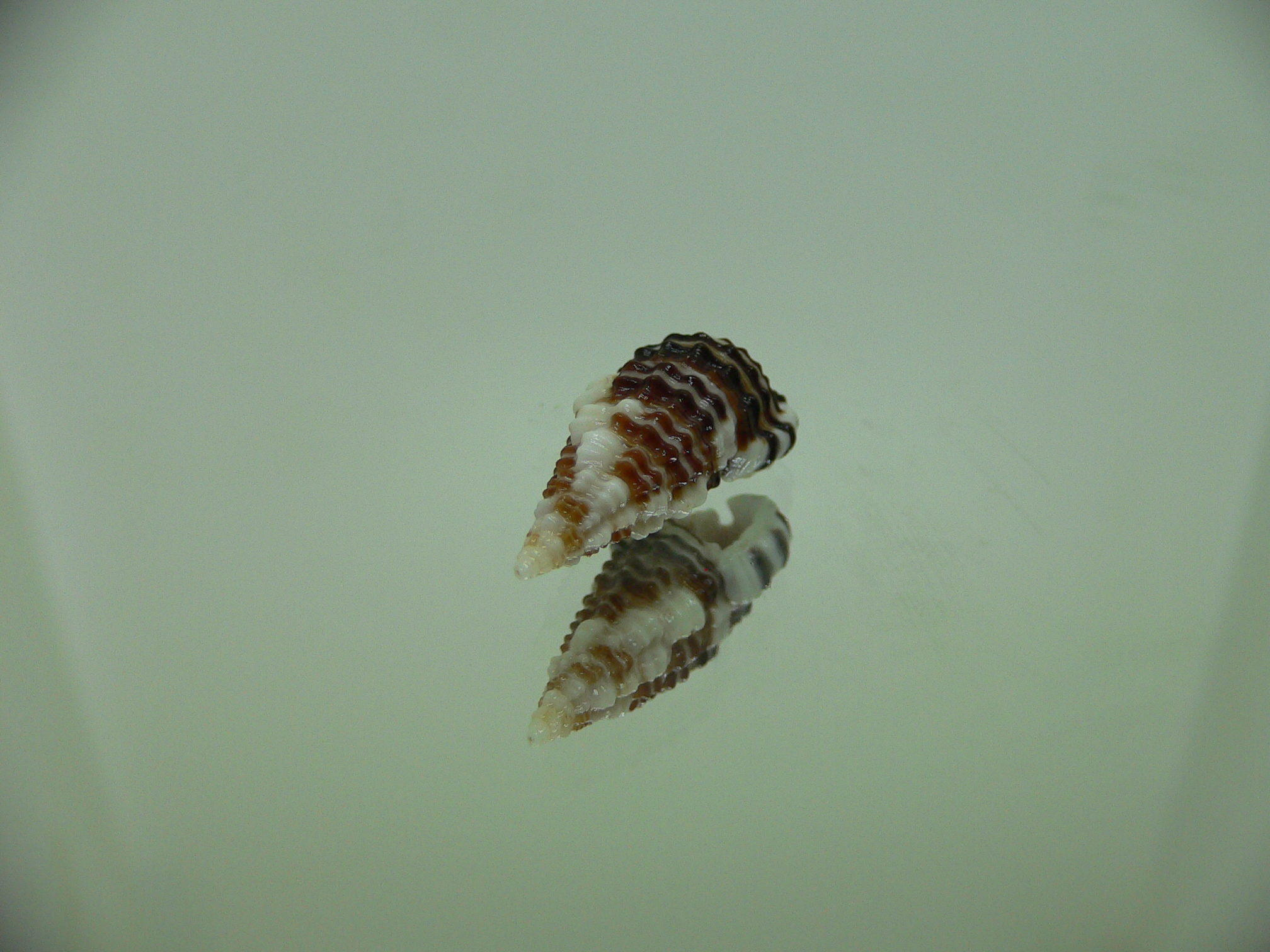 Clypeomorus cf. pellucida MOTLEY