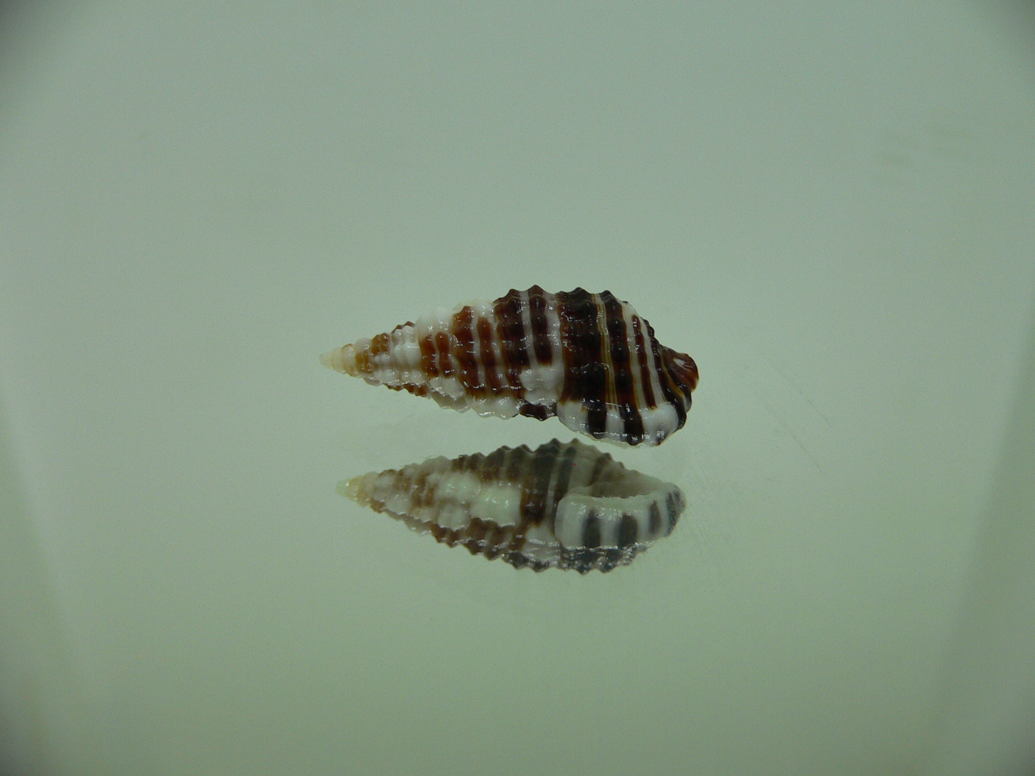 Clypeomorus cf. pellucida MOTLEY