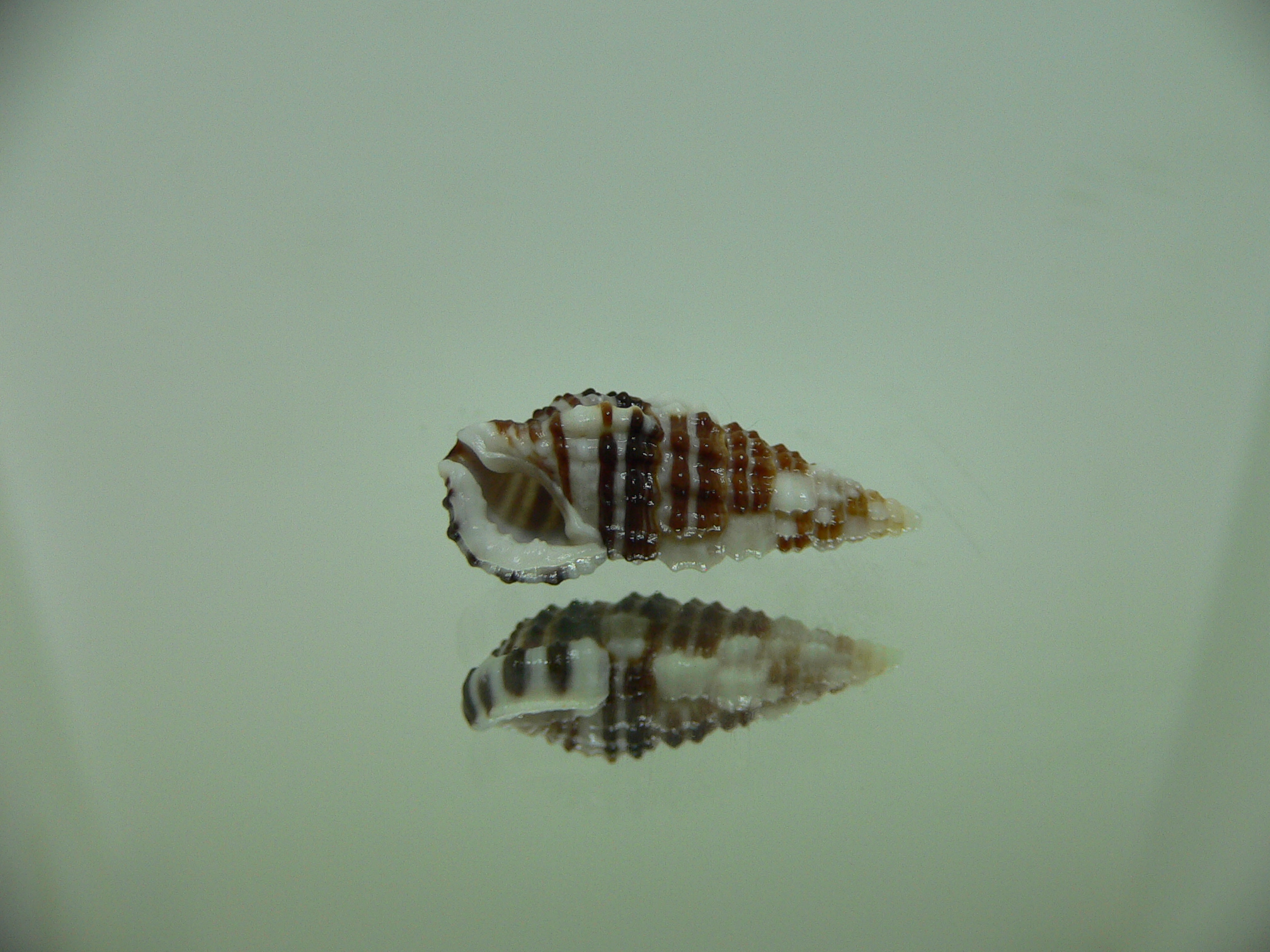 Clypeomorus cf. pellucida MOTLEY