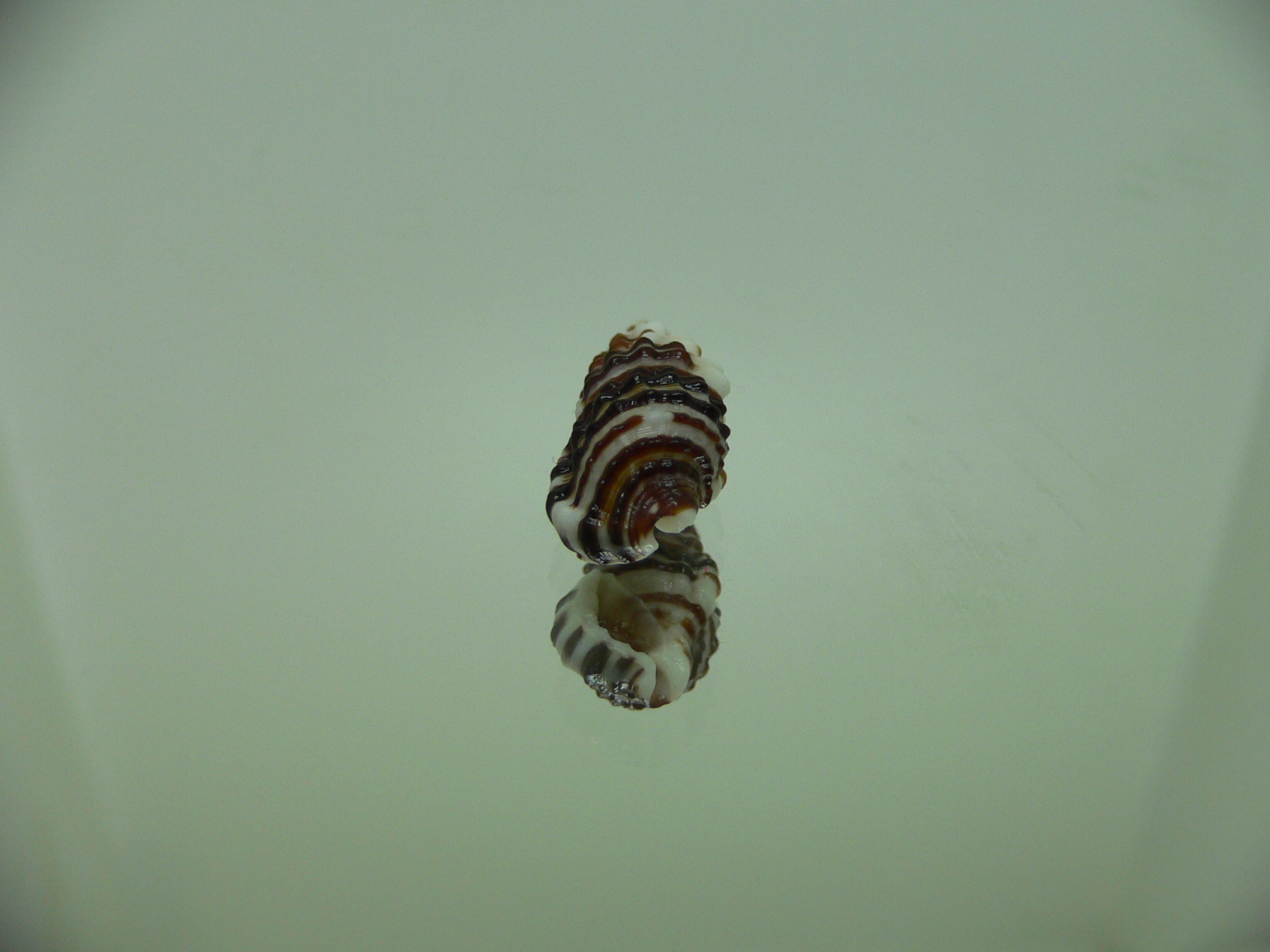 Clypeomorus cf. pellucida MOTLEY