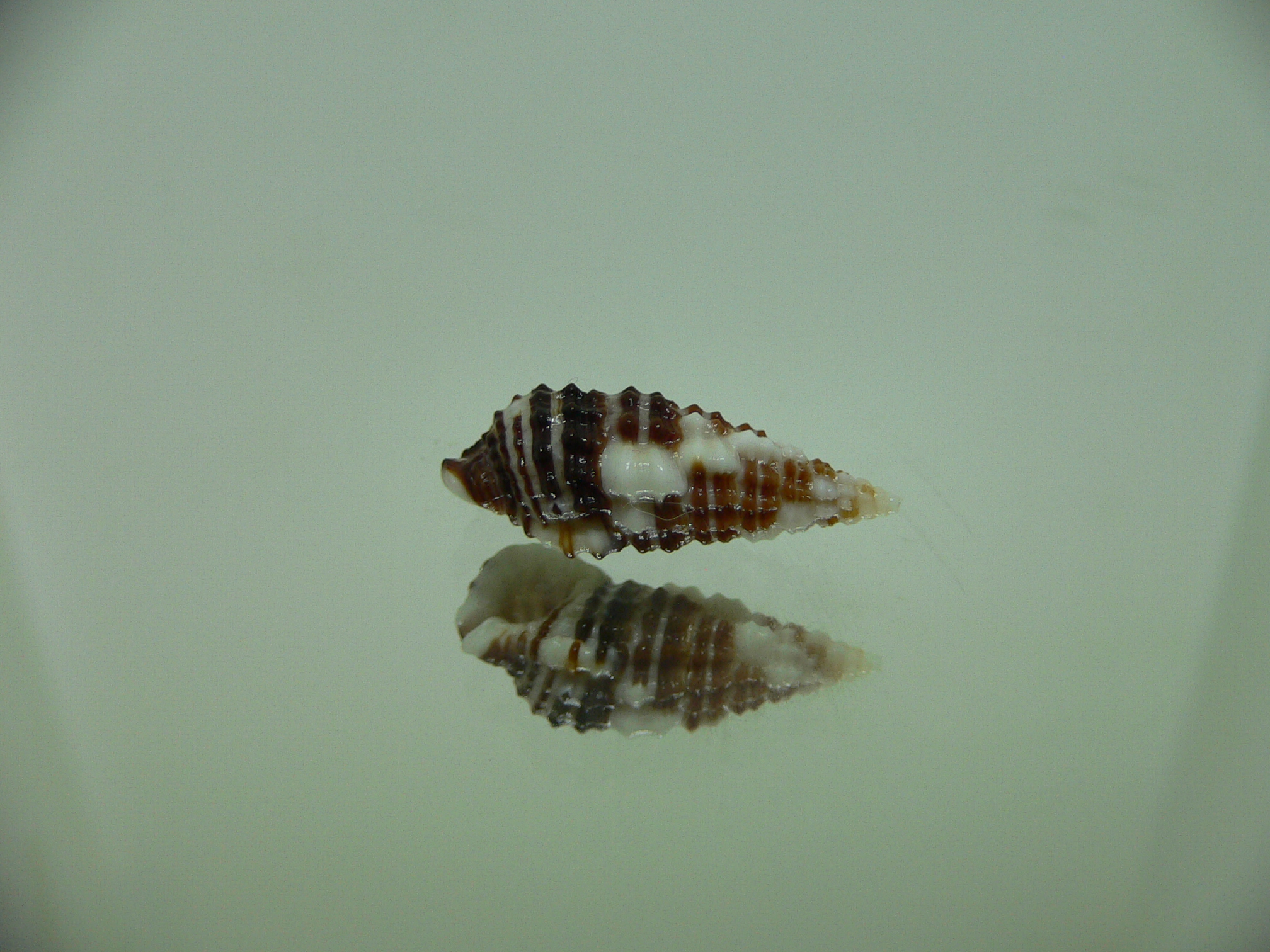 Clypeomorus cf. pellucida MOTLEY
