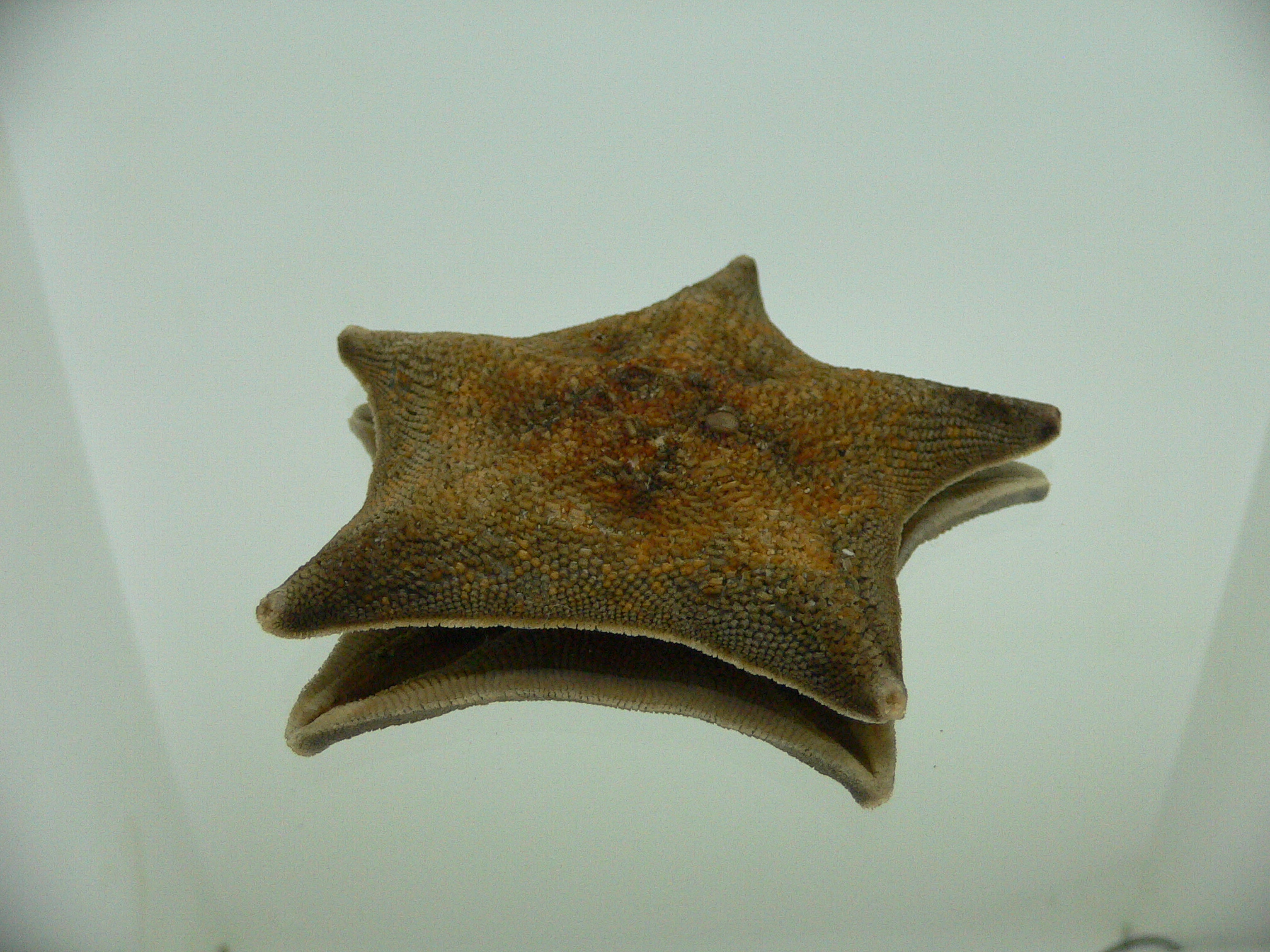 Patiria pectinifera 6