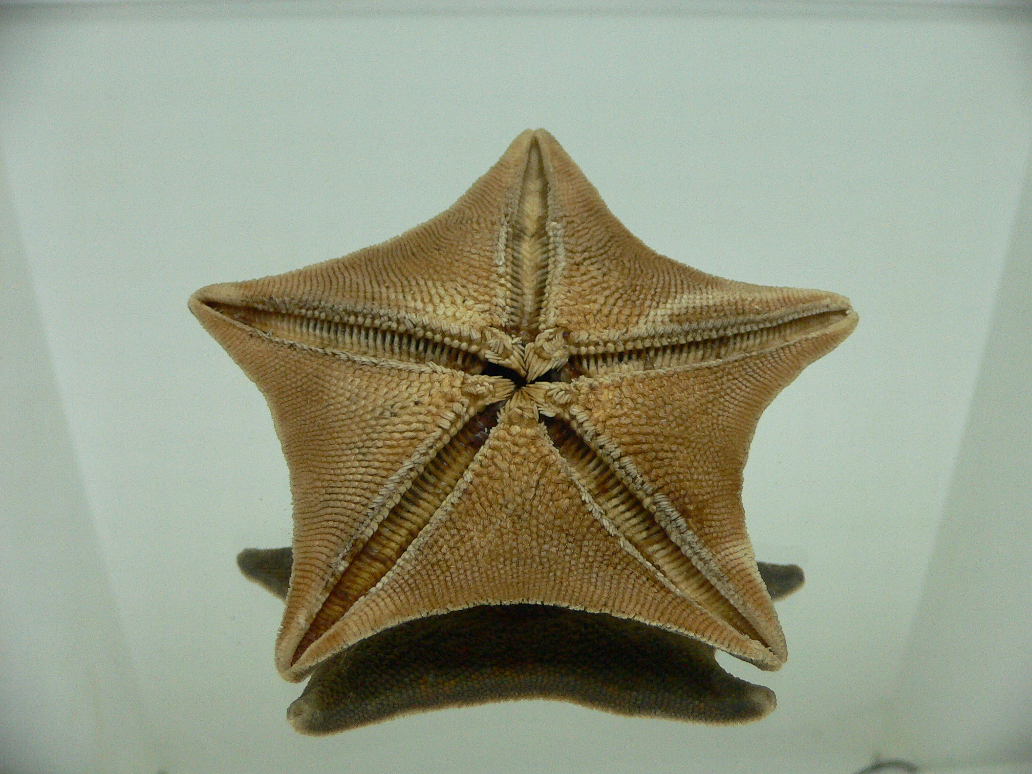 Patiria pectinifera 6
