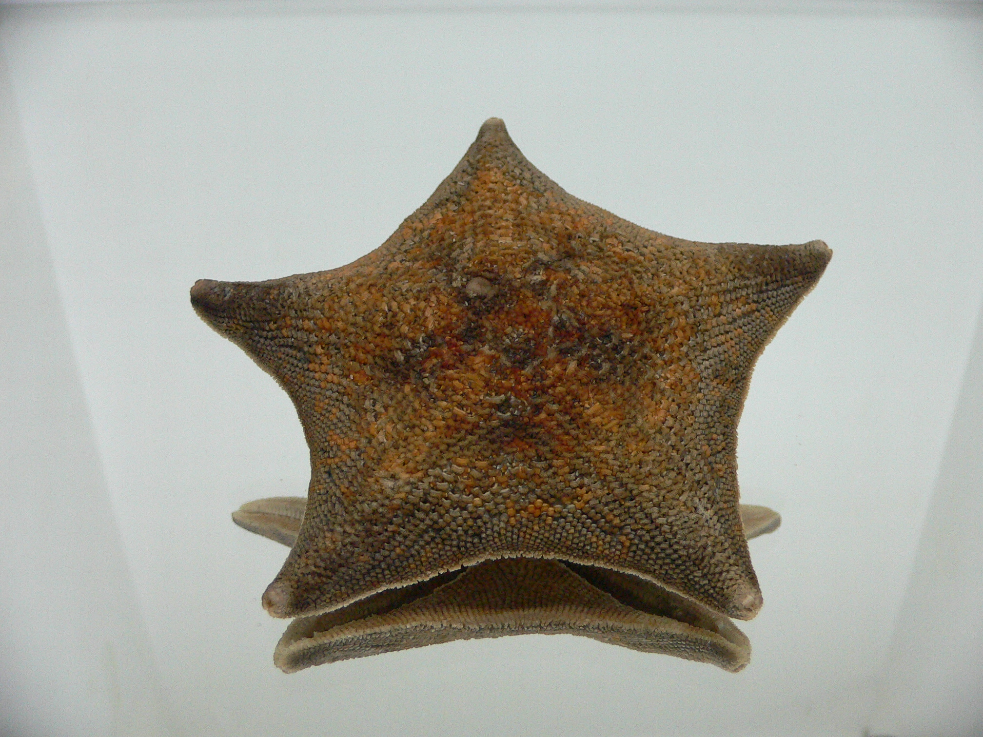 Patiria pectinifera 6
